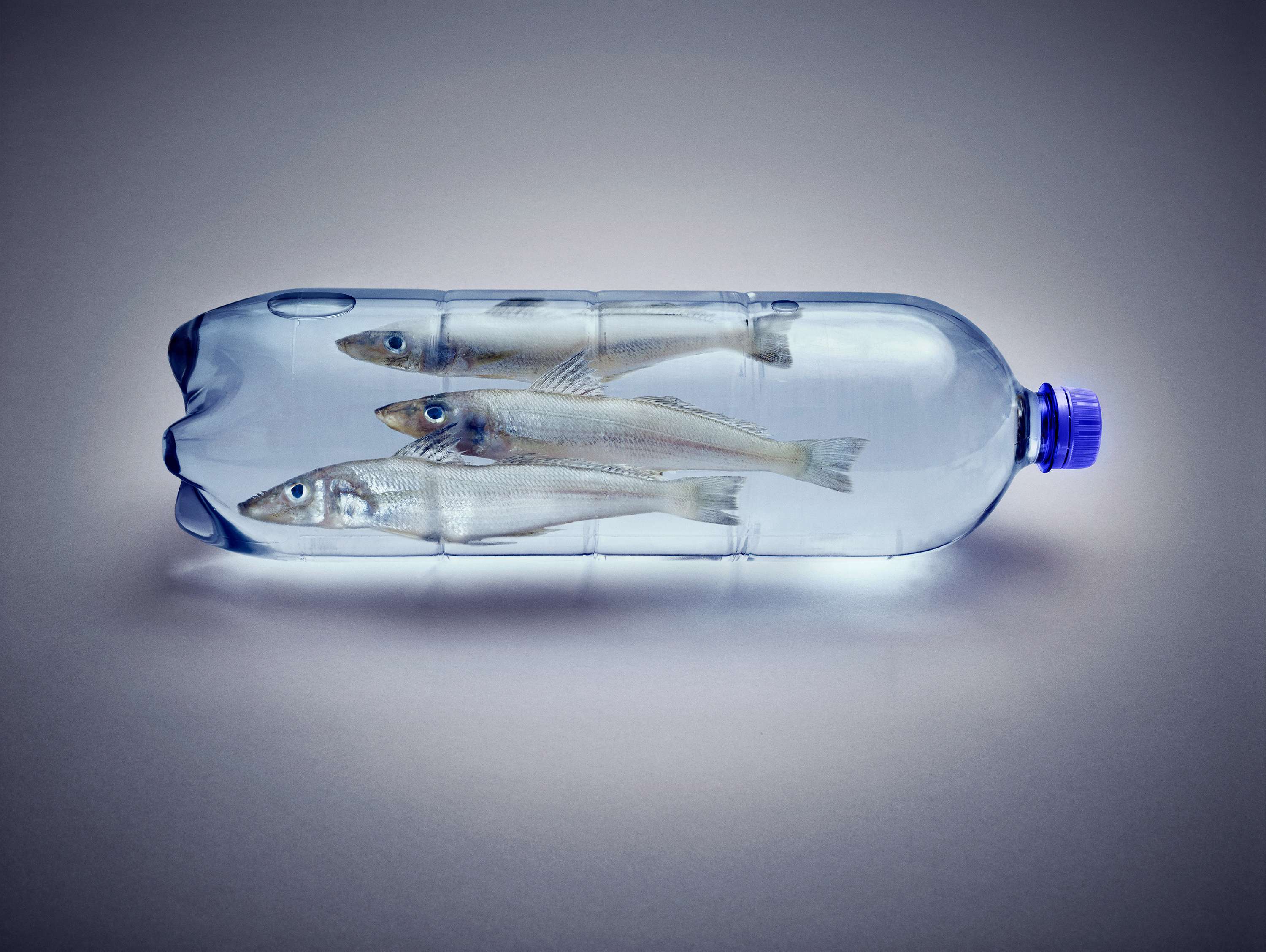 Fish In a bottle by Jonathan Minster