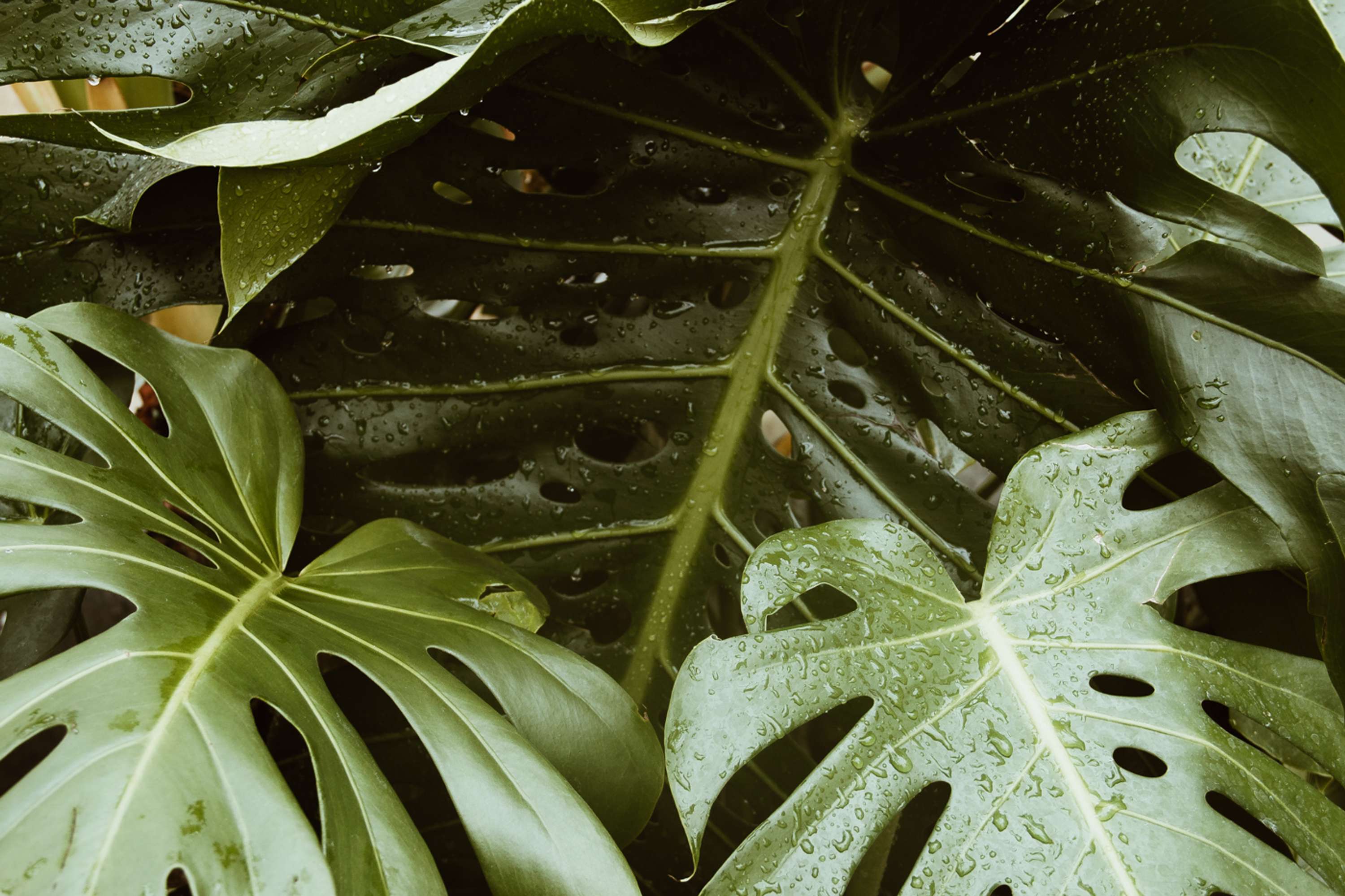 Botanical by Brita Lapatza