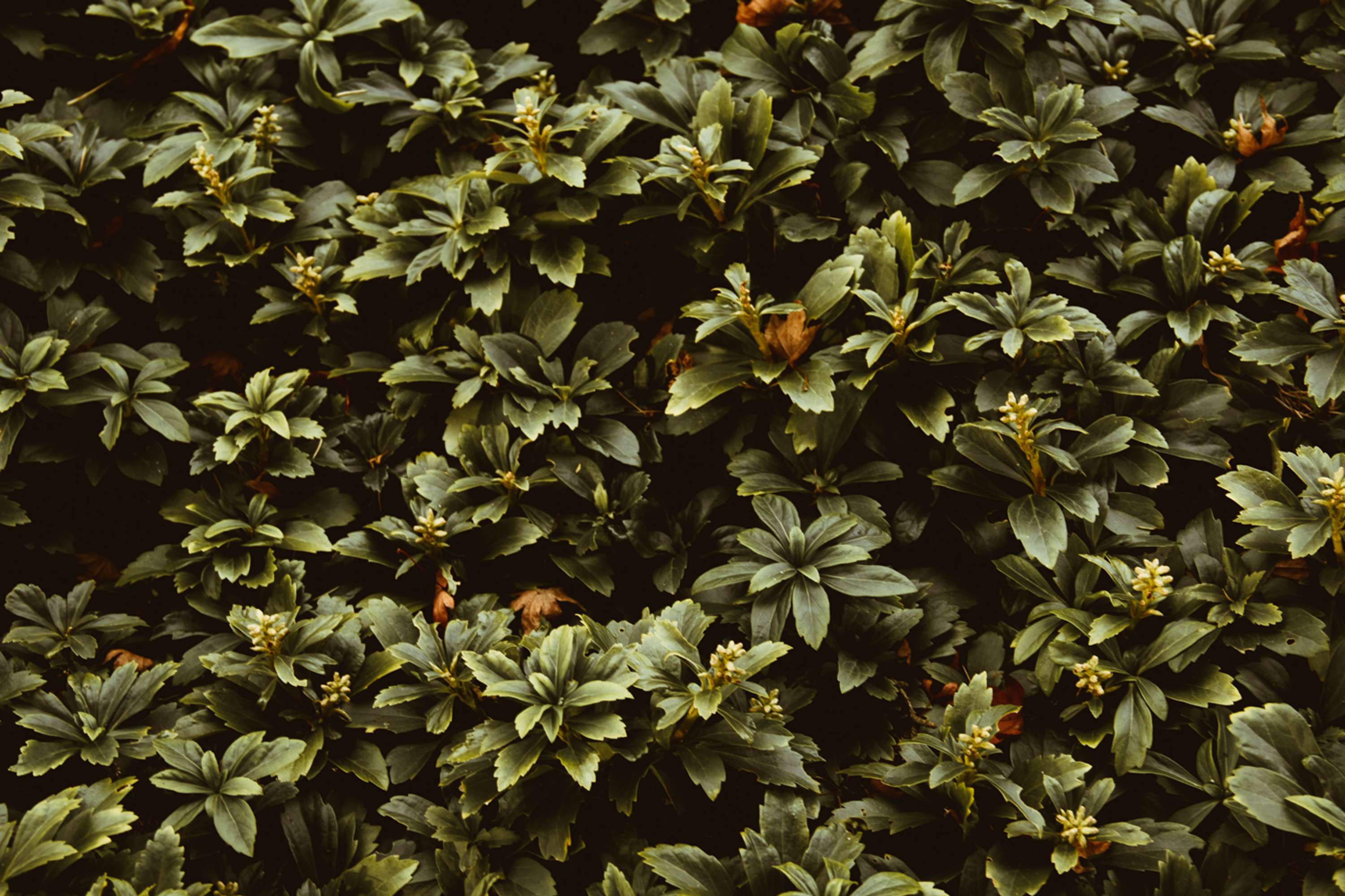 Botanical by Brita Lapatza