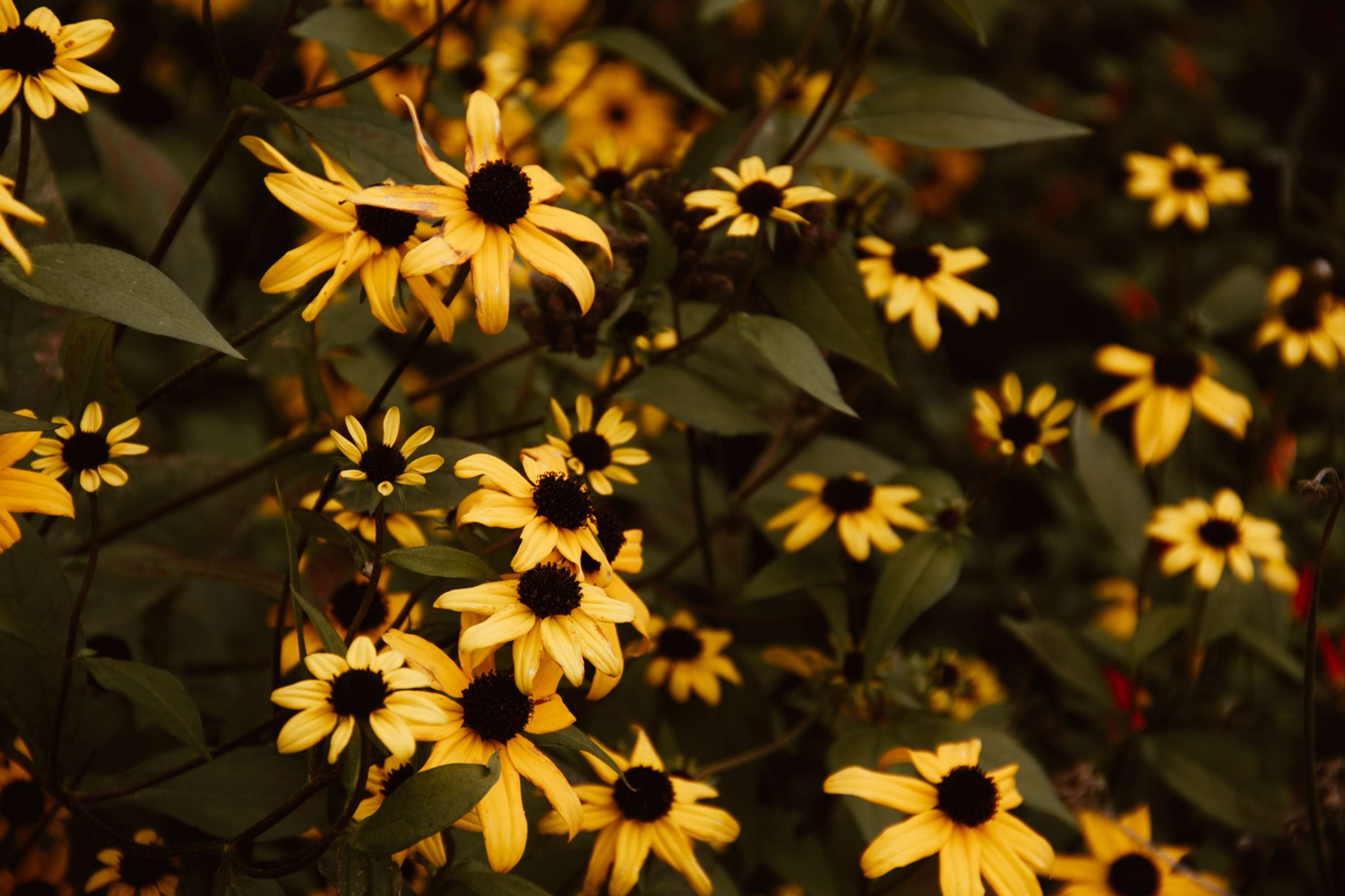 Botanical by Brita Lapatza