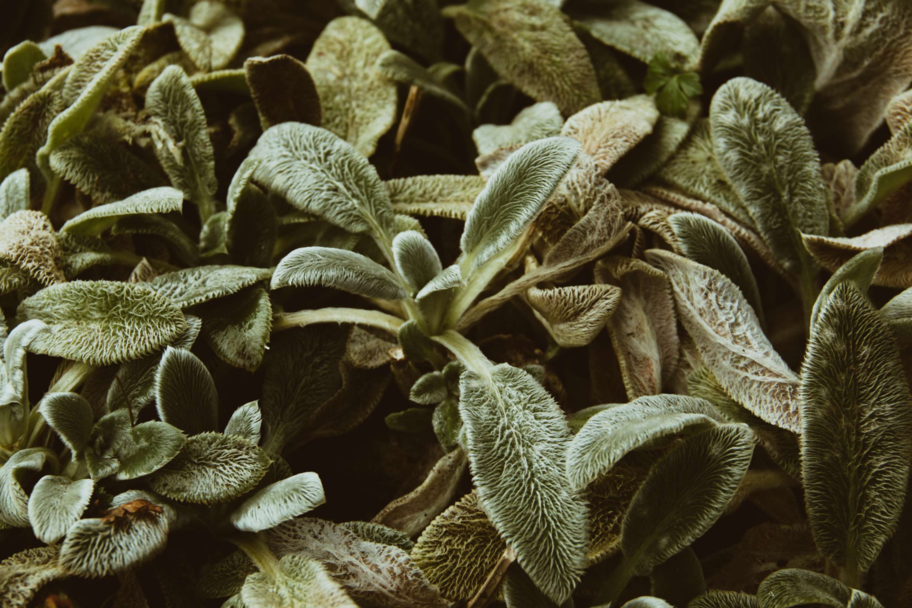 Botanical by Brita Lapatza