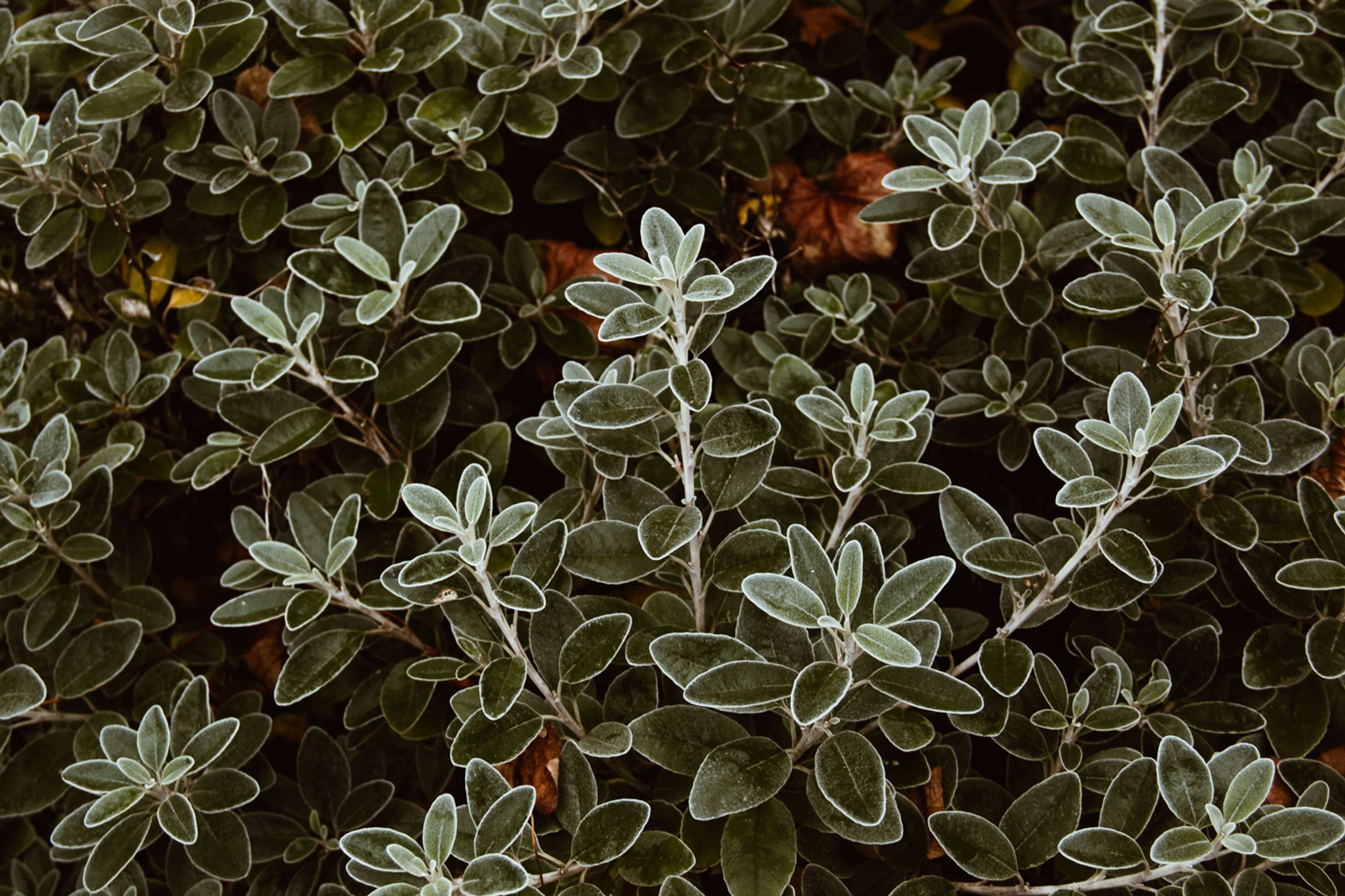 Botanical by Brita Lapatza