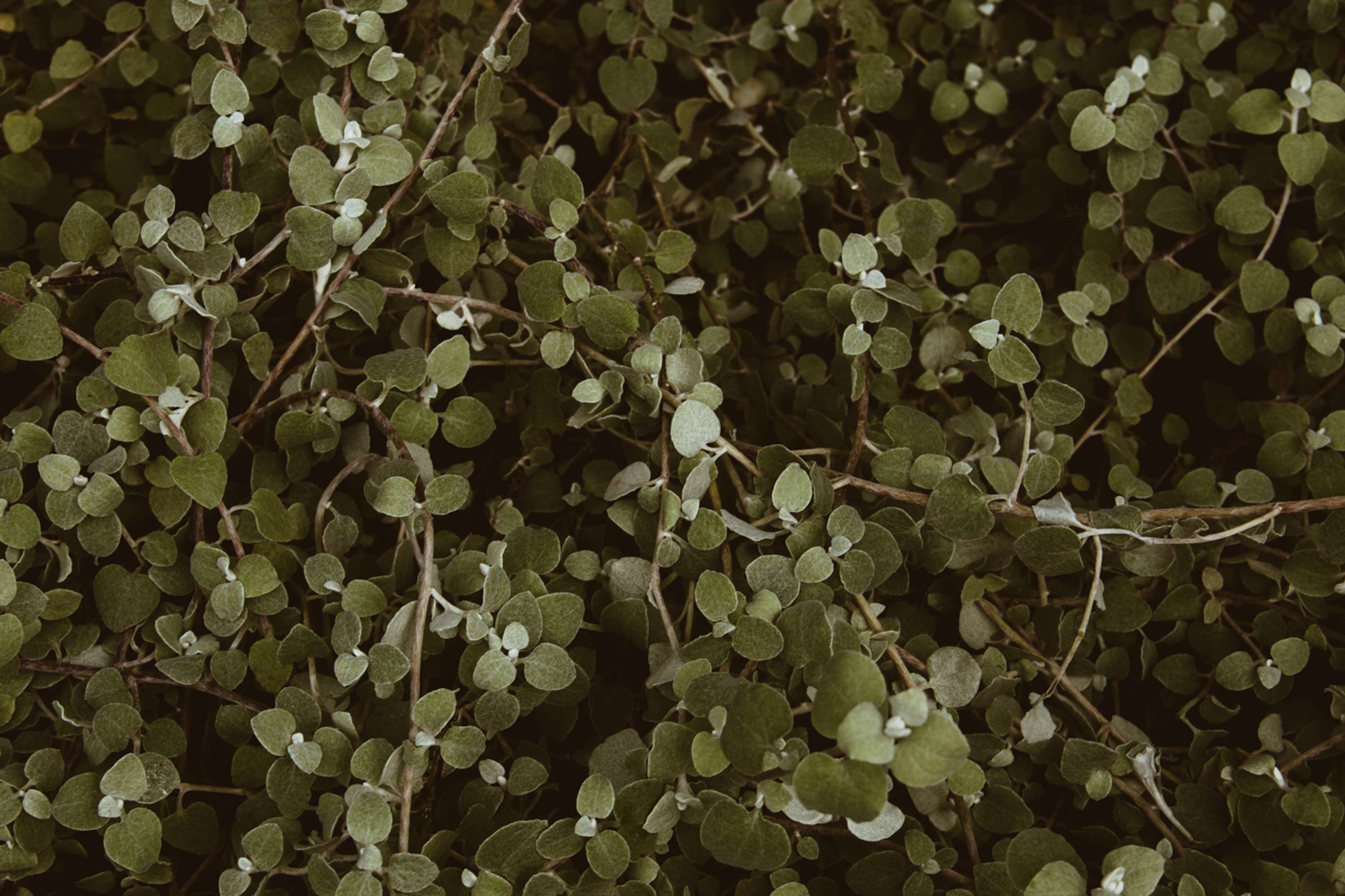 Botanical by Brita Lapatza