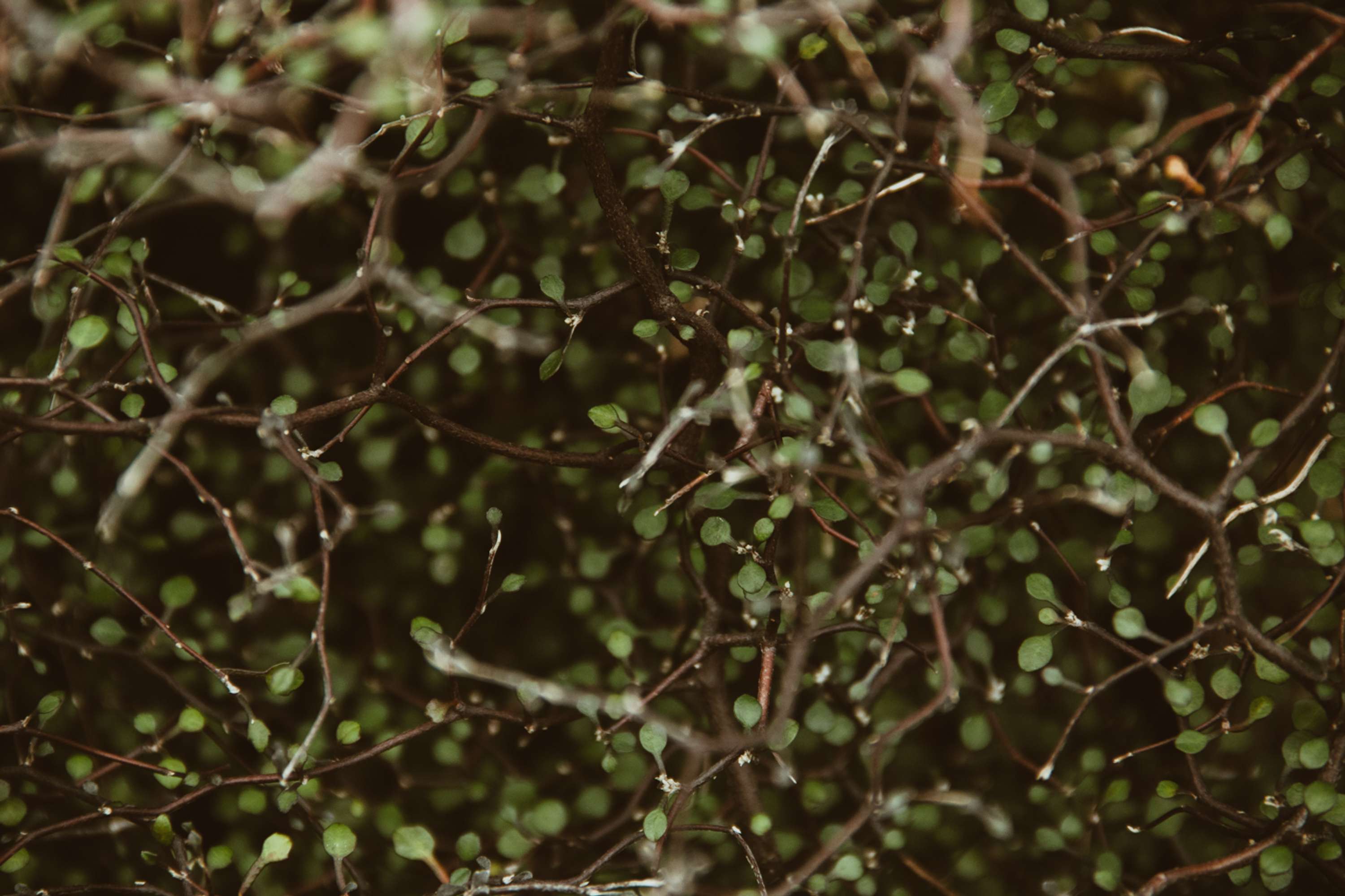 Botanical by Brita Lapatza