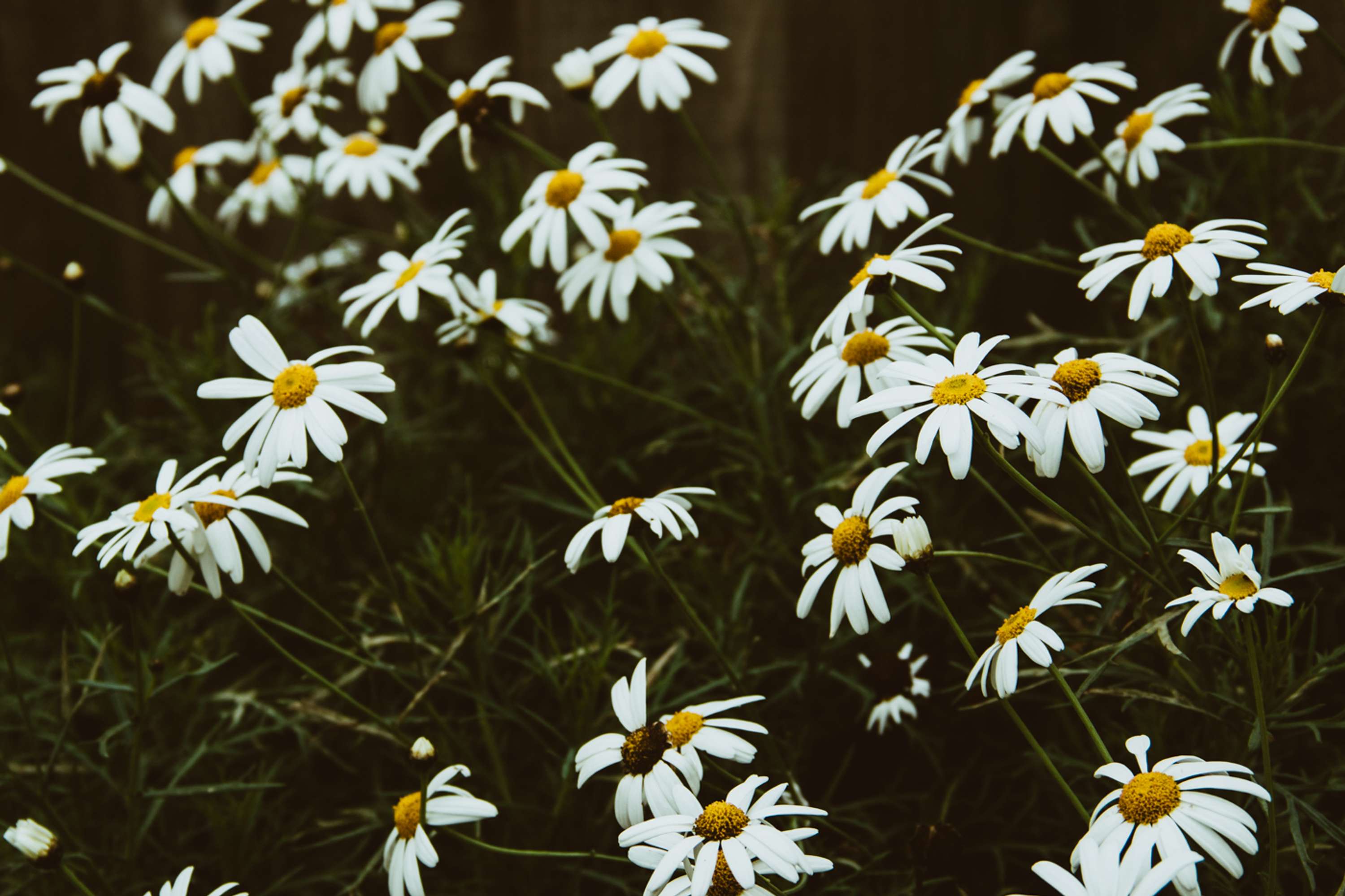 Botanical by Brita Lapatza