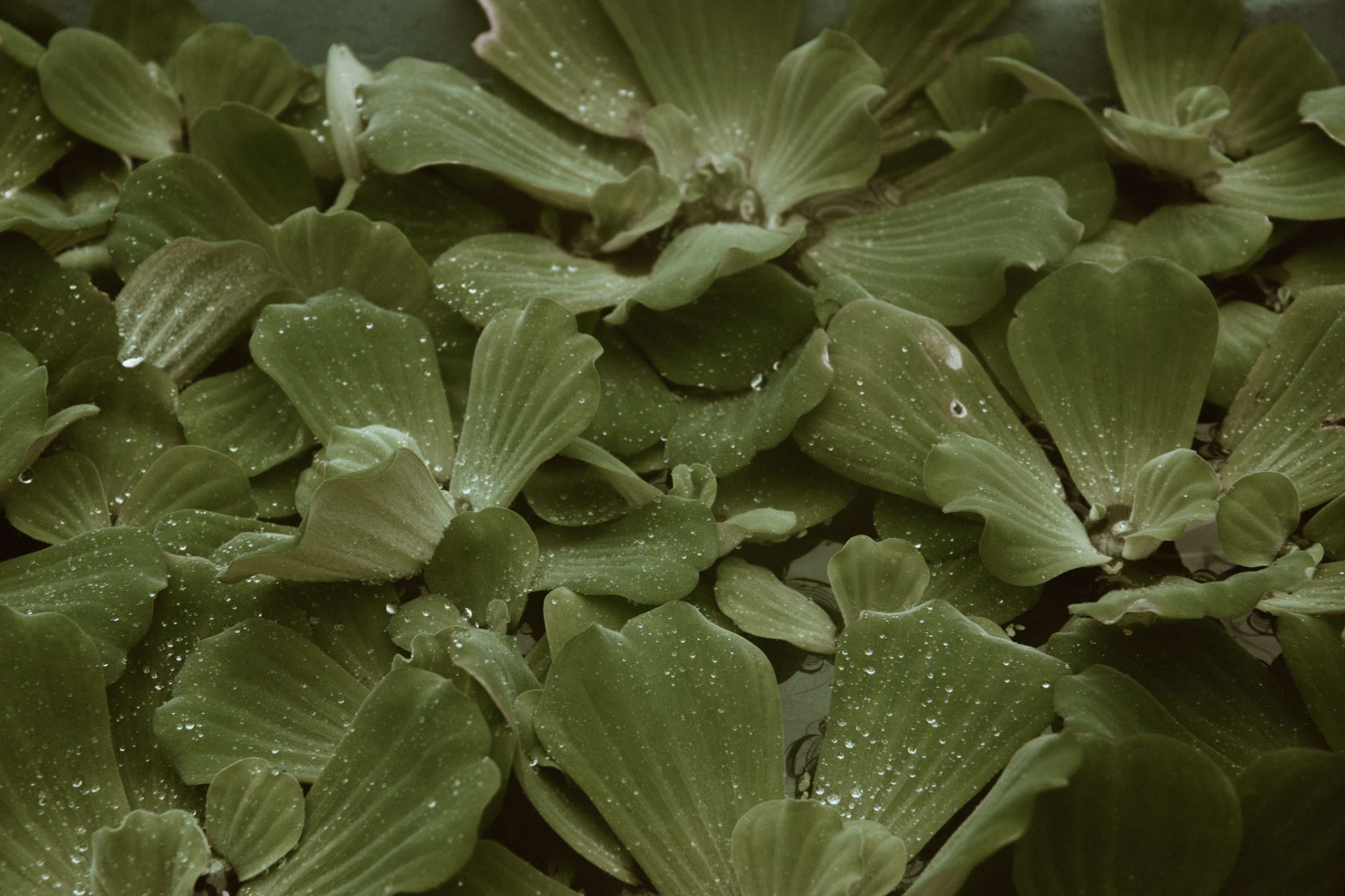 Botanical by Brita Lapatza