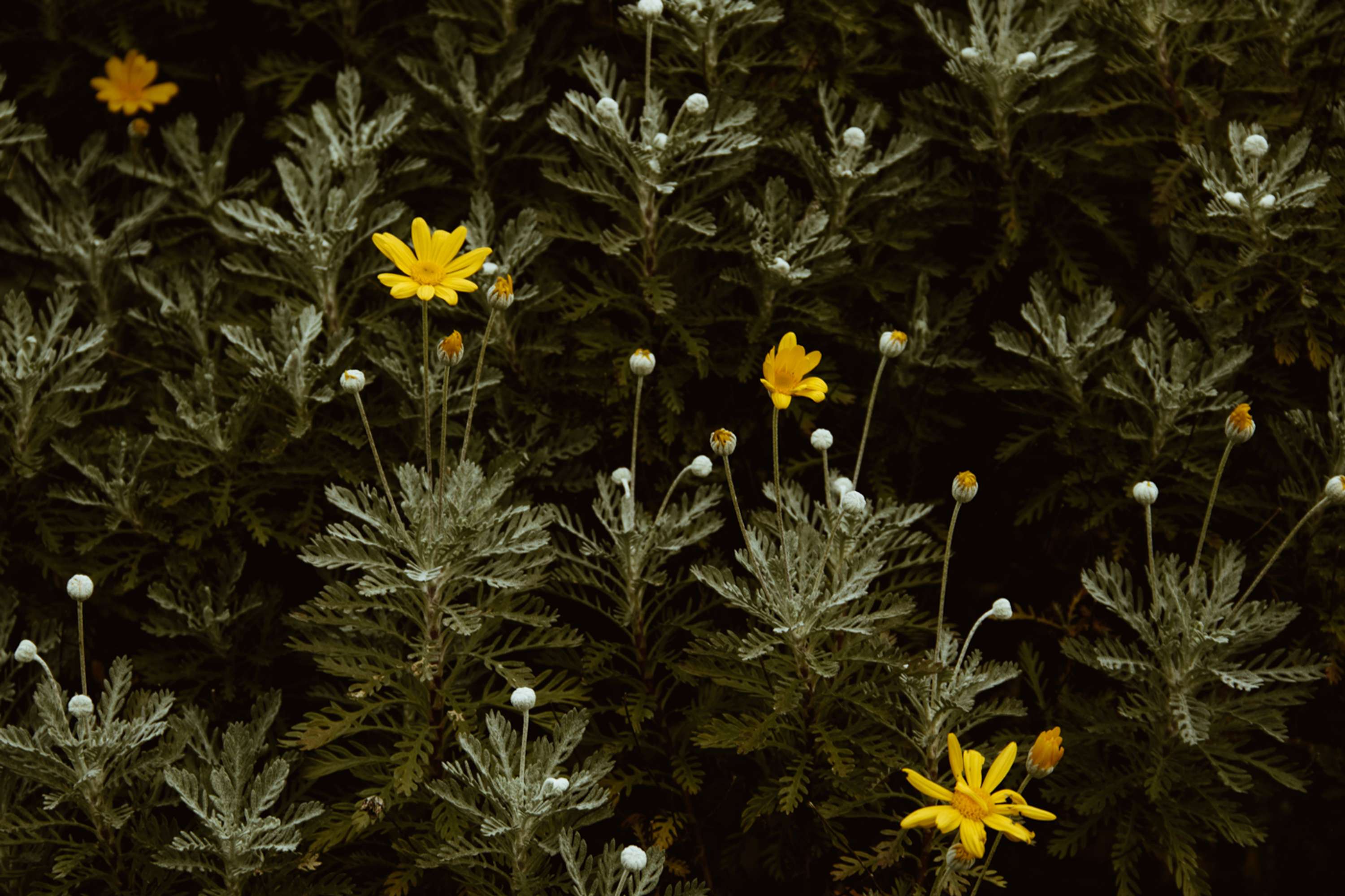 Botanical by Brita Lapatza