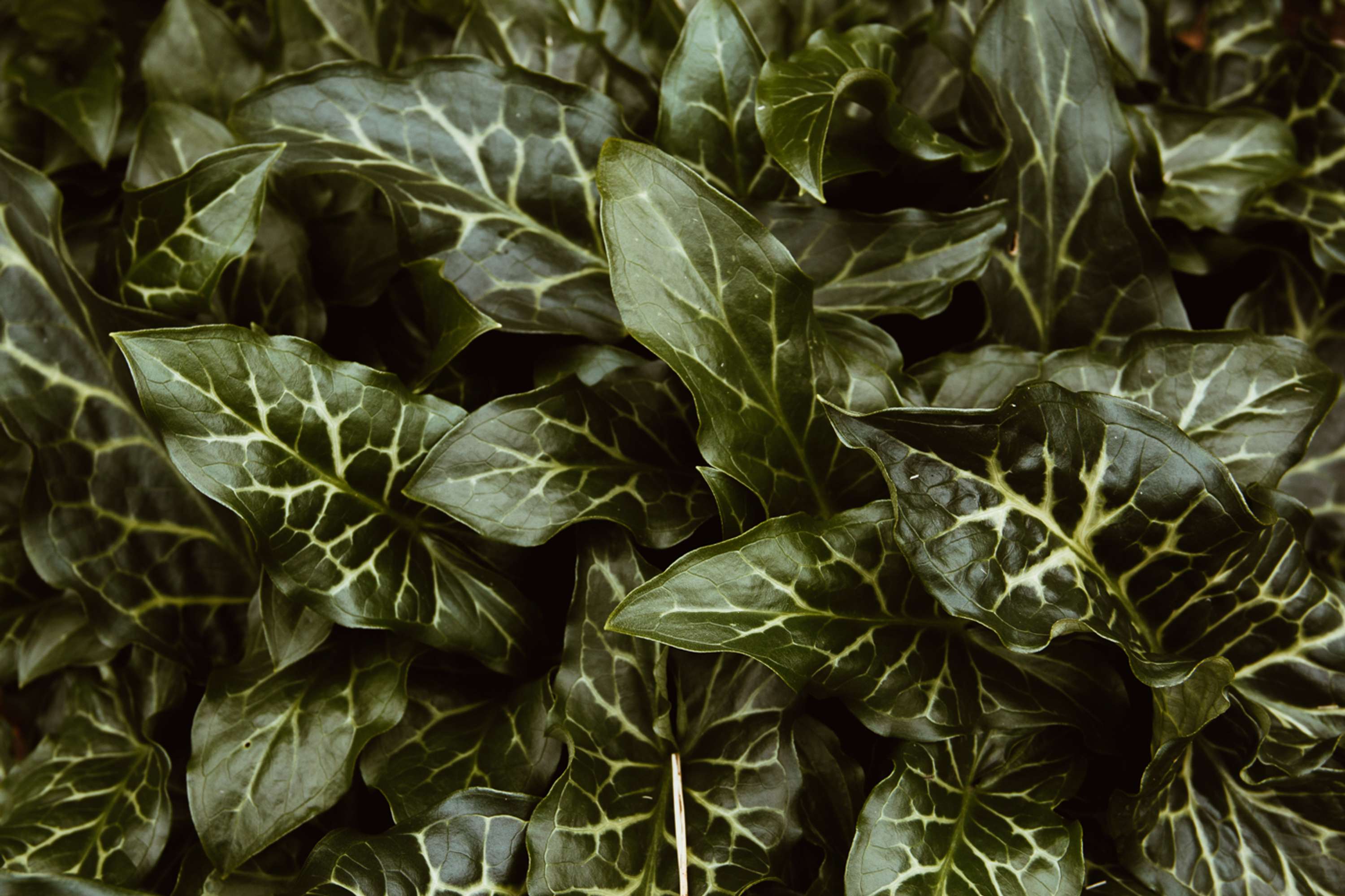 Botanical by Brita Lapatza
