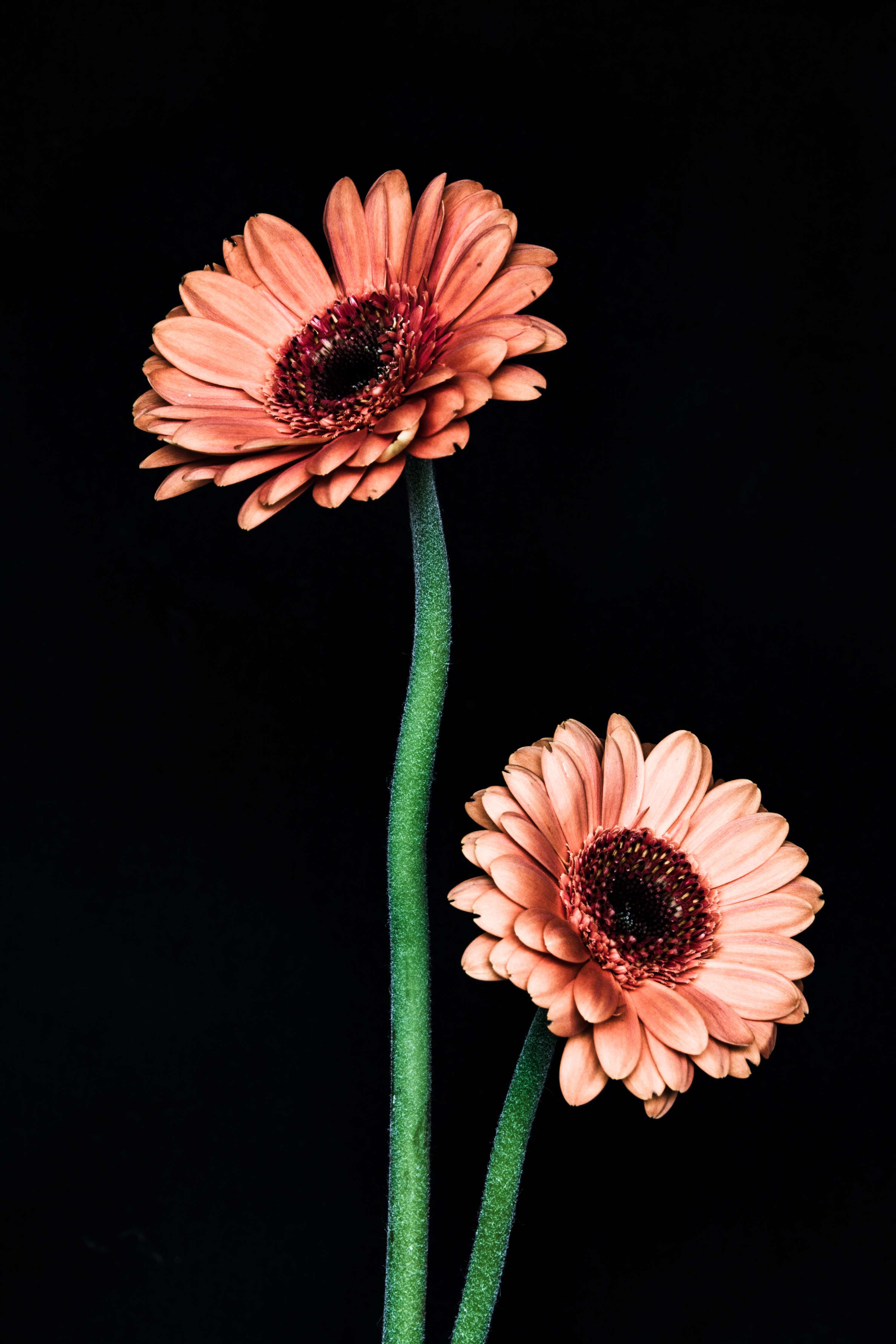 Hyper Natural by Juliet Alliban