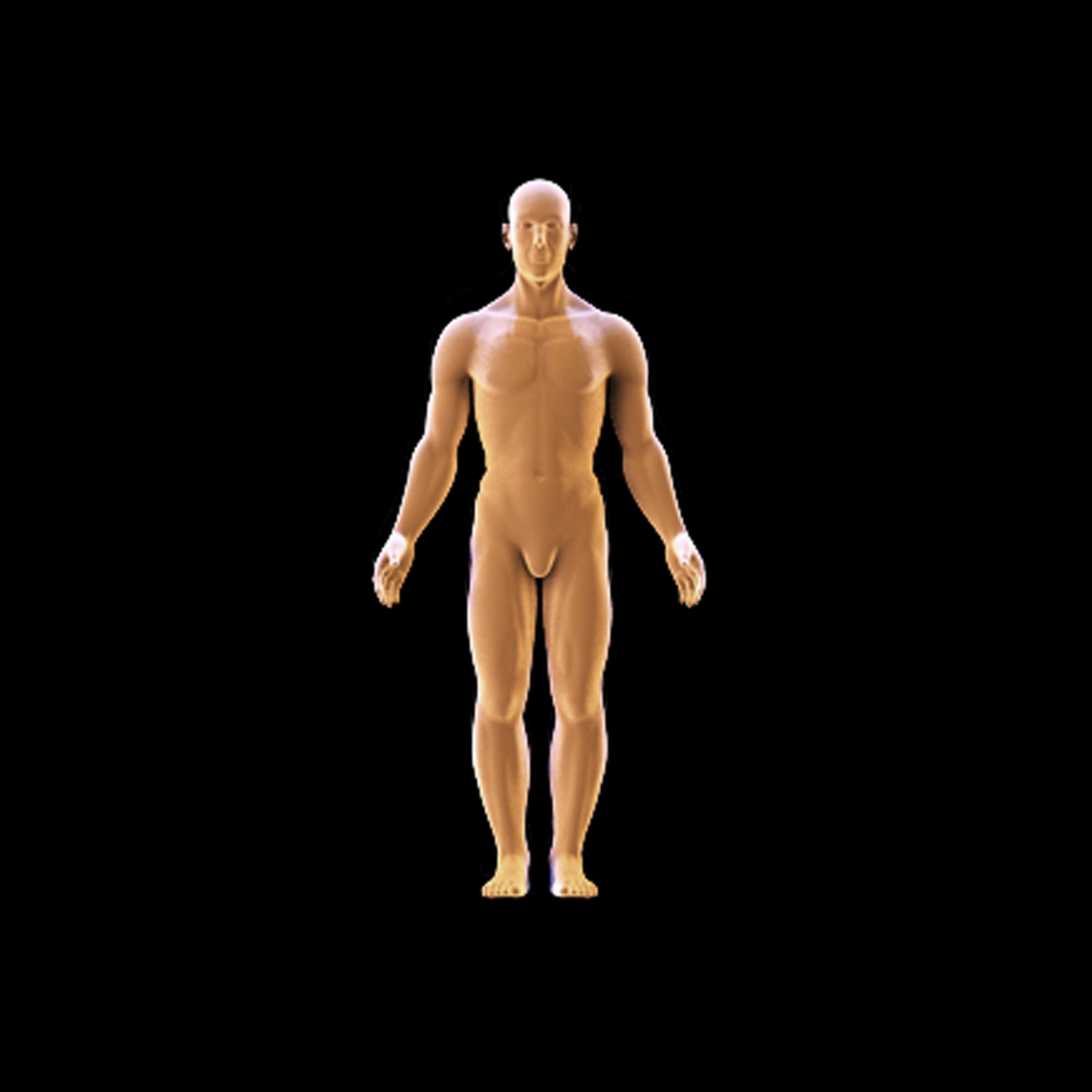 human body study by João Narciso
