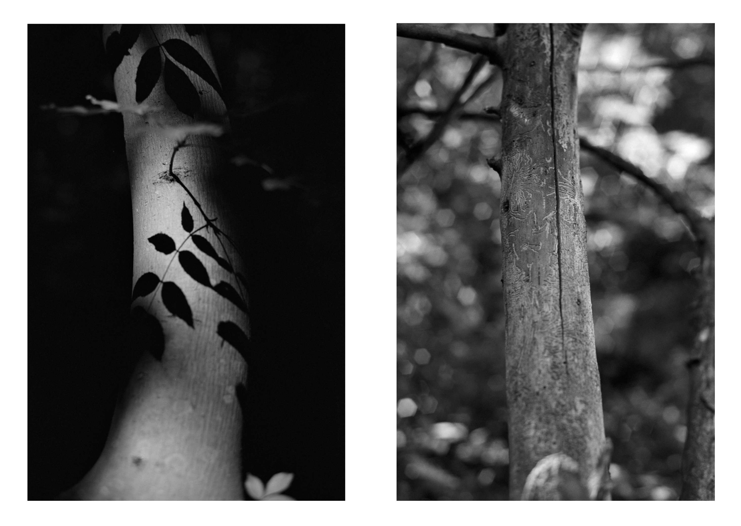 Ambient 4 : On Land by Simon Bray