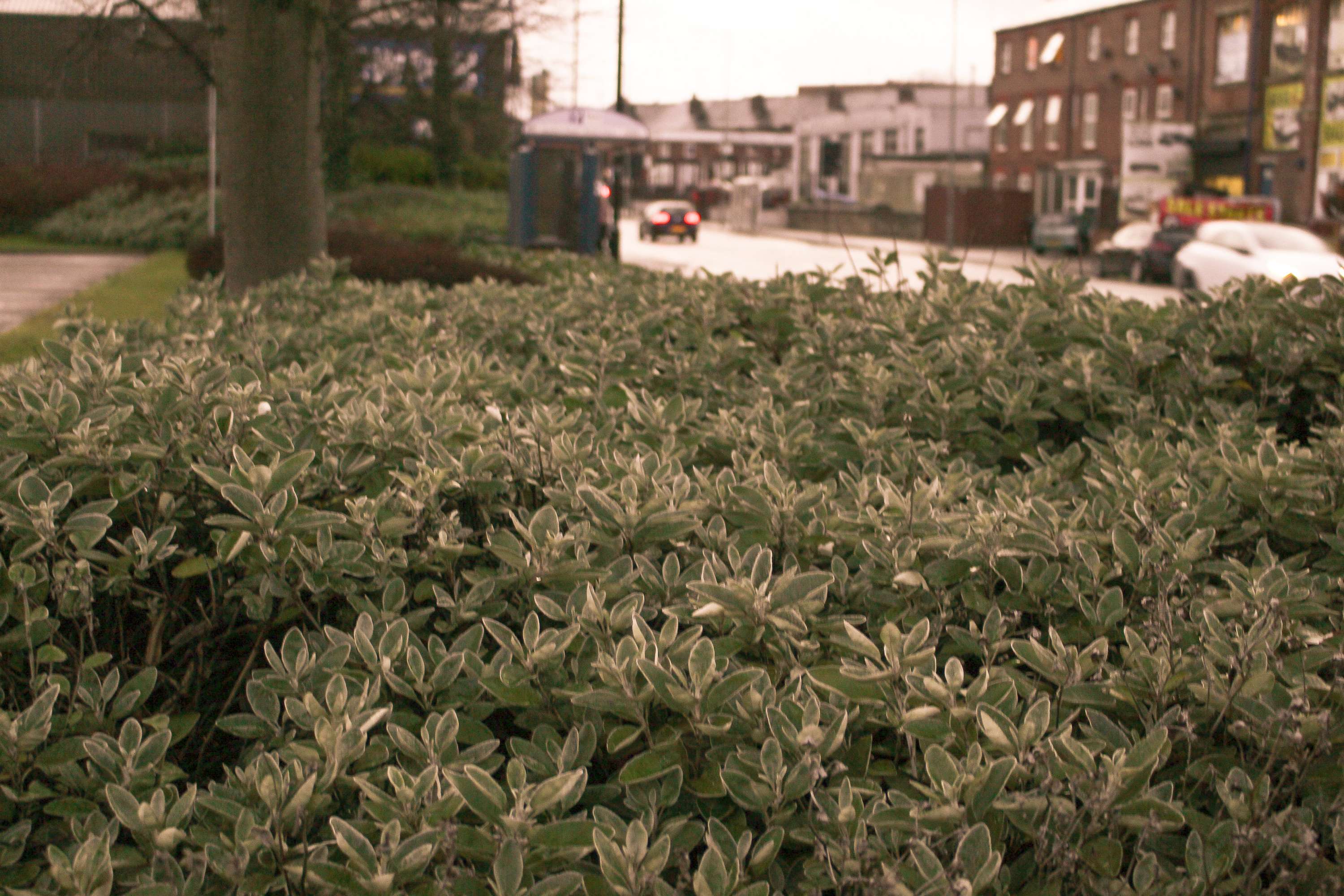 Outdoor Plants by Sidra Nawaz