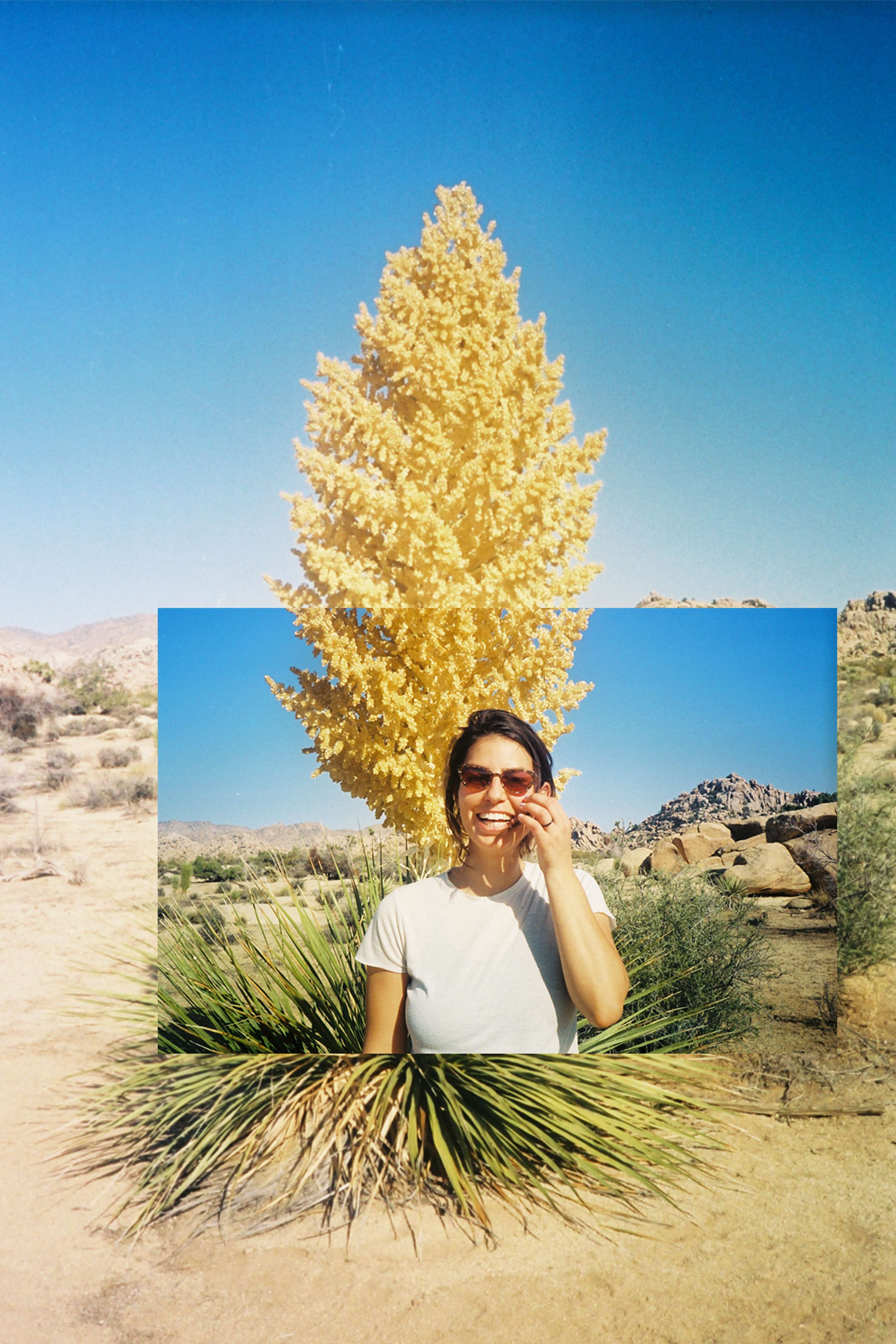 Joshua Tree by Charlotte Streeter