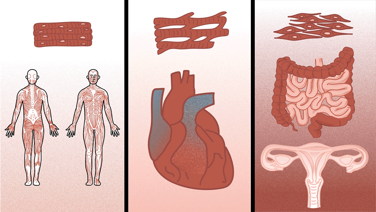 How  your muscular  system works - Emma Bryce by Viviane Leezer