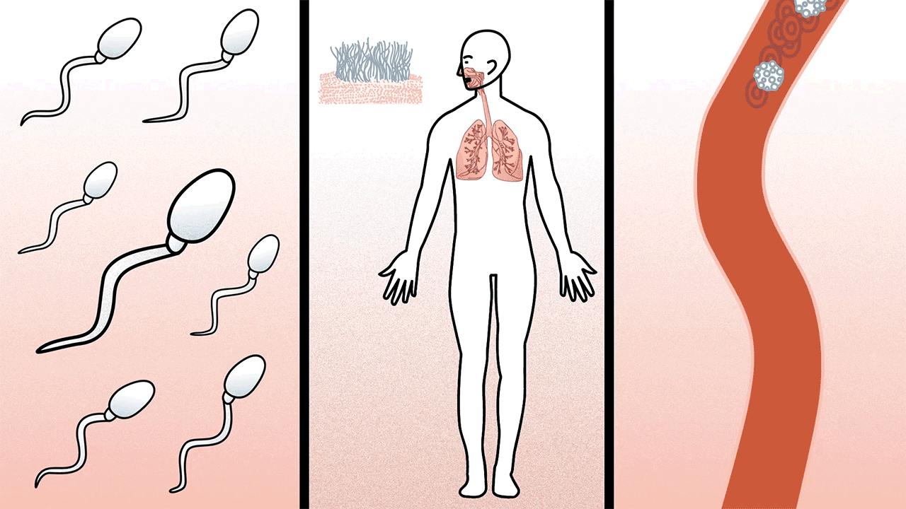 How  your muscular  system works - Emma Bryce by Viviane Leezer