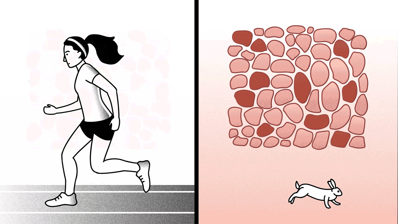 How  your muscular  system works - Emma Bryce by Viviane Leezer