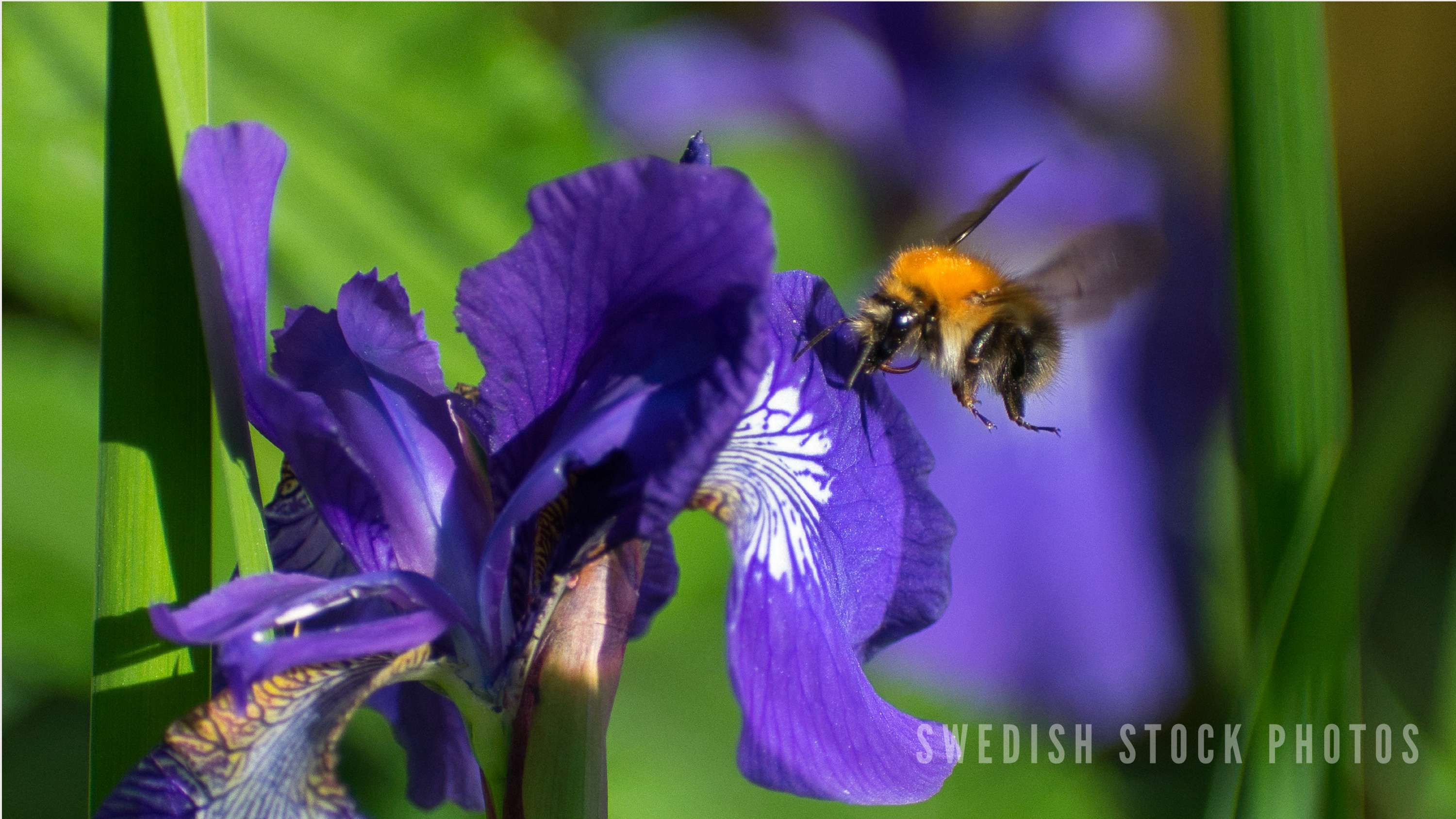 Swedish Stock Photos (dot com) by Laura Åkerblom