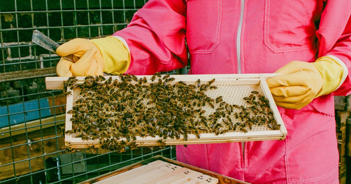 The Secret Life of Black Beekeepers | The Dots