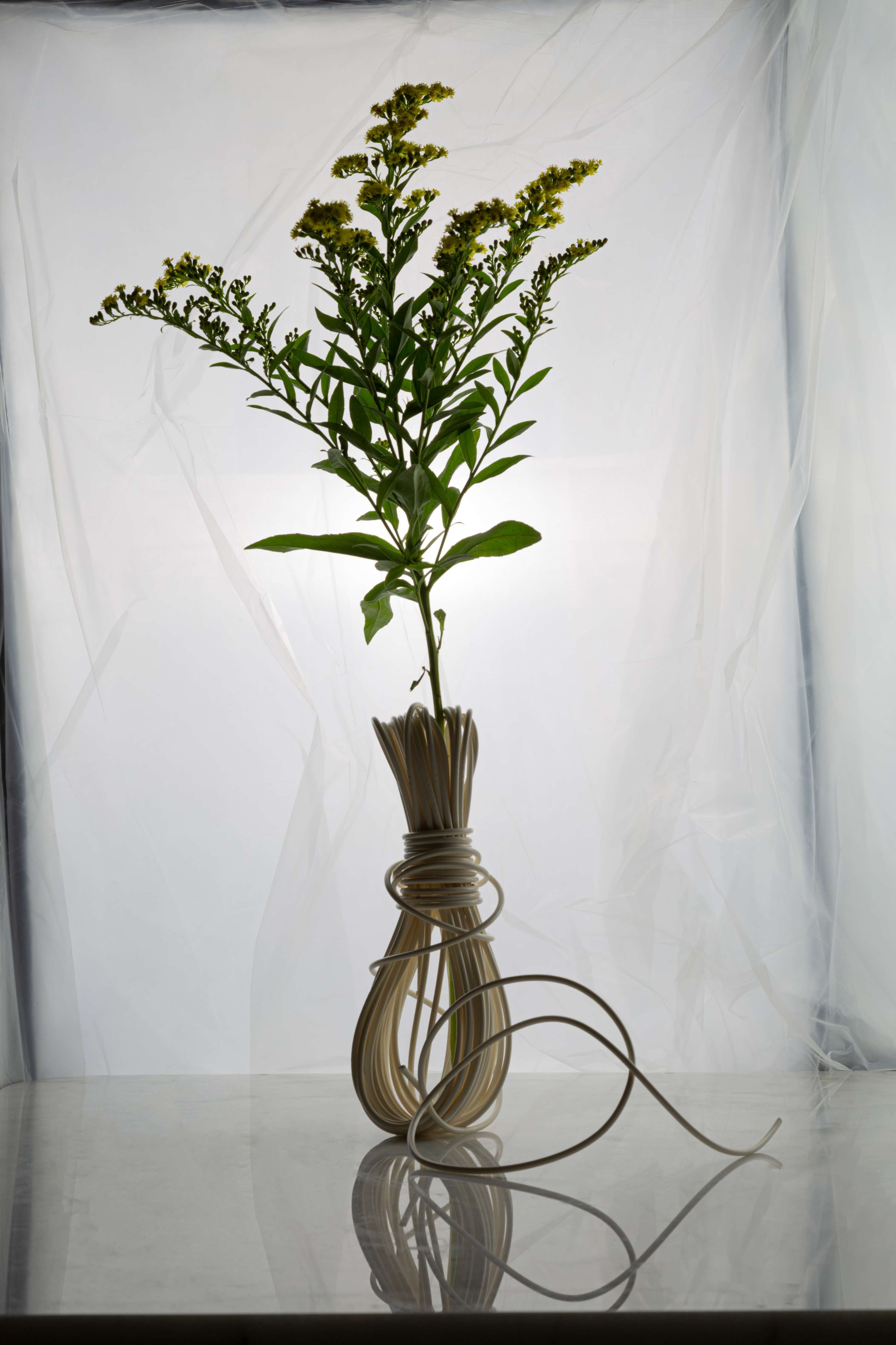 Flower Series by Harvey Waller