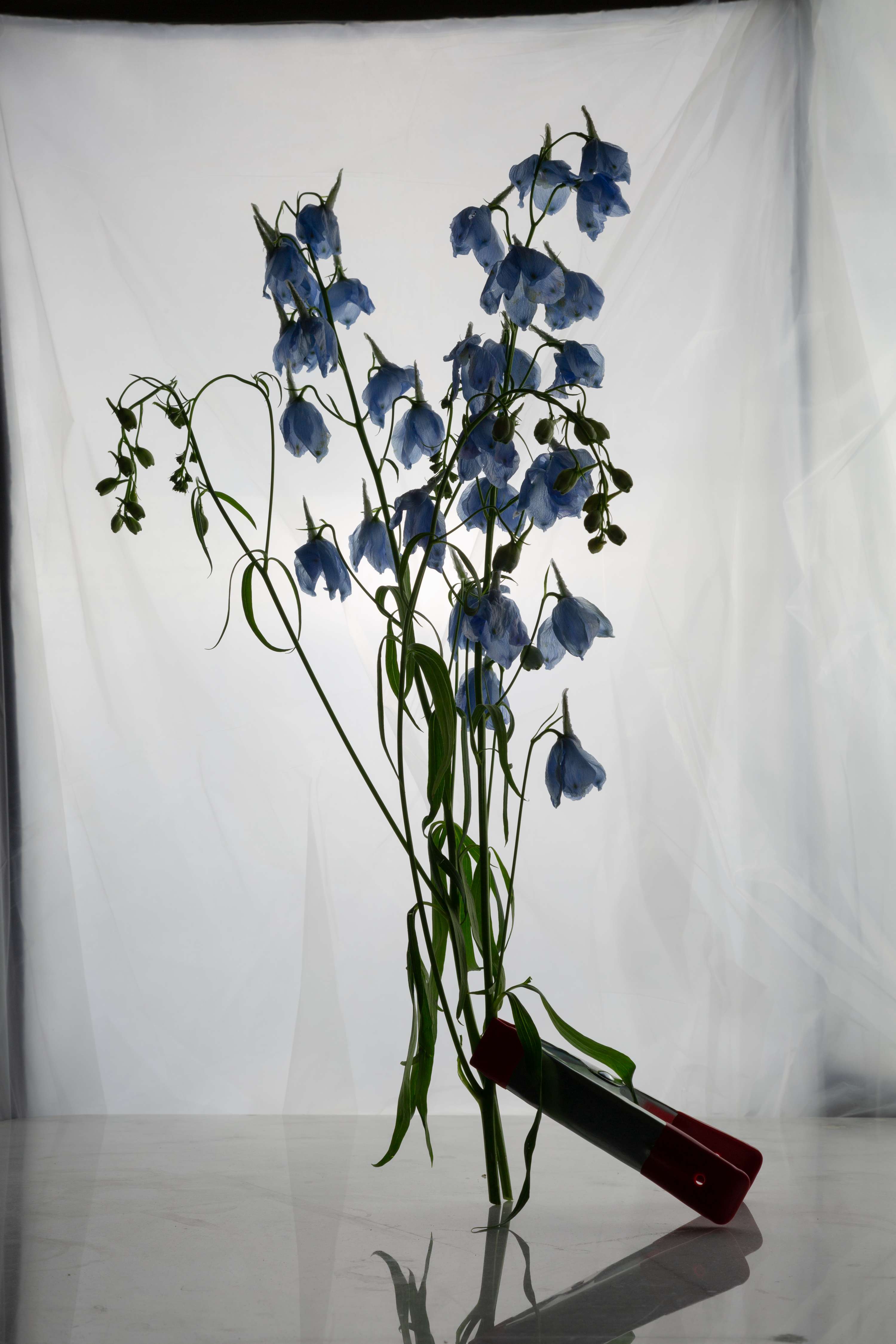 Flower Series by Harvey Waller