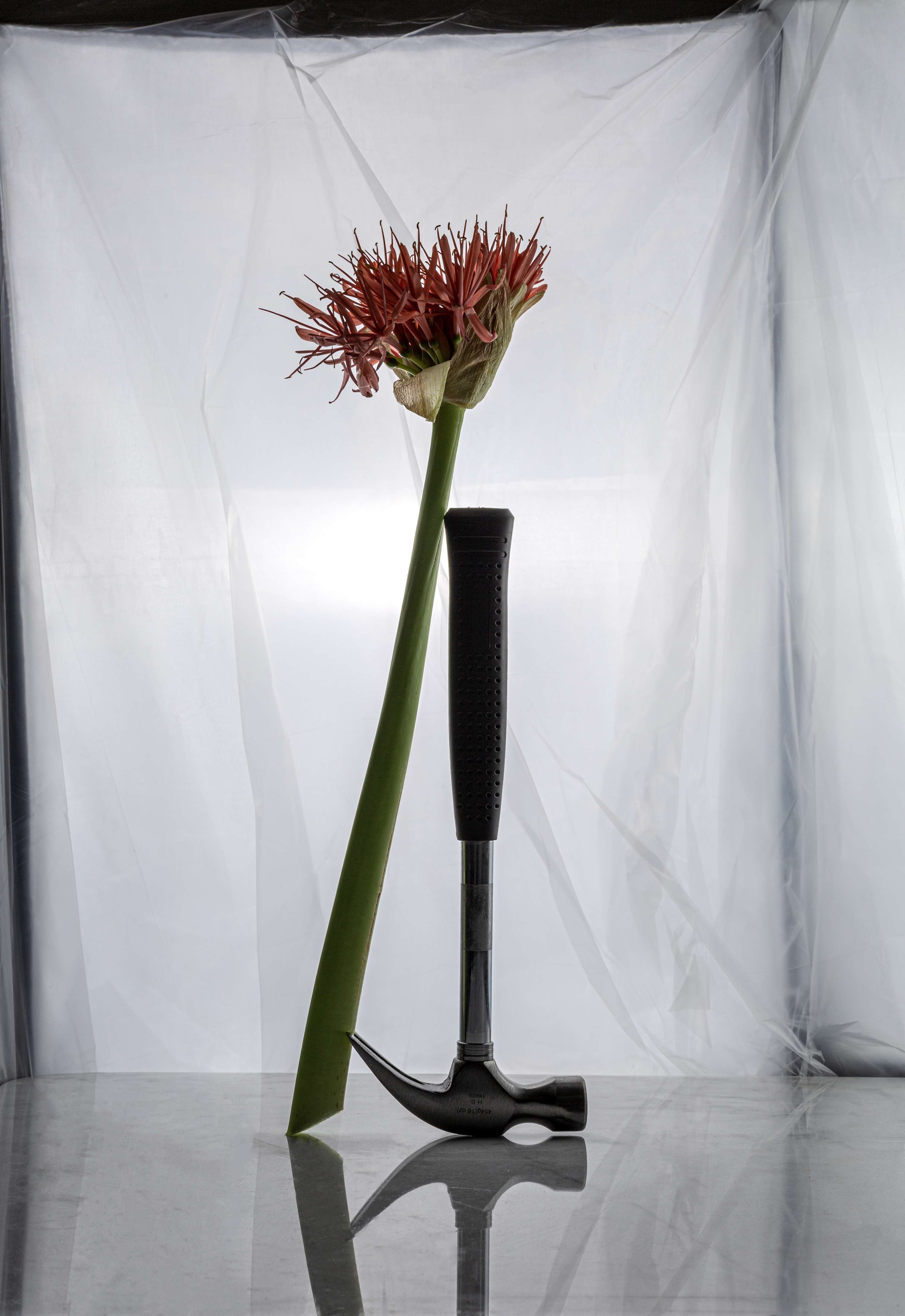 Flower Series by Harvey Waller