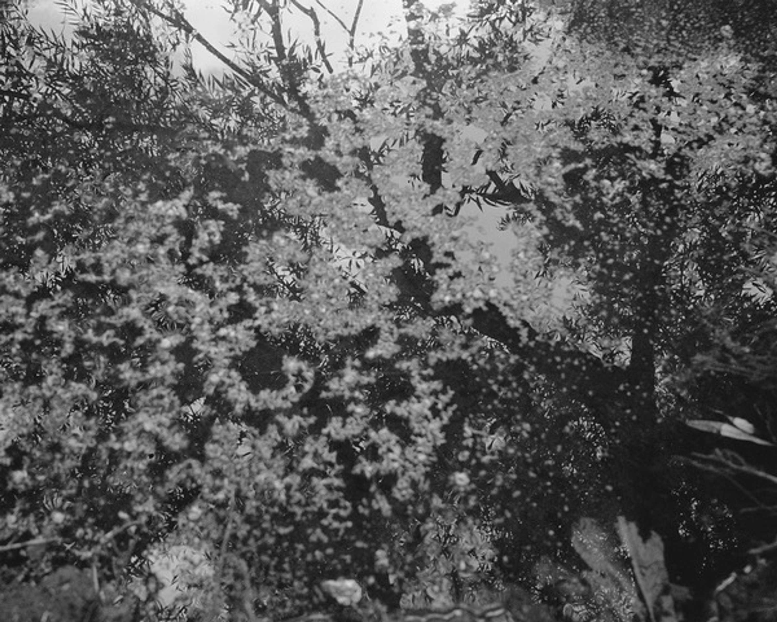UPROOTED by Laura Blight