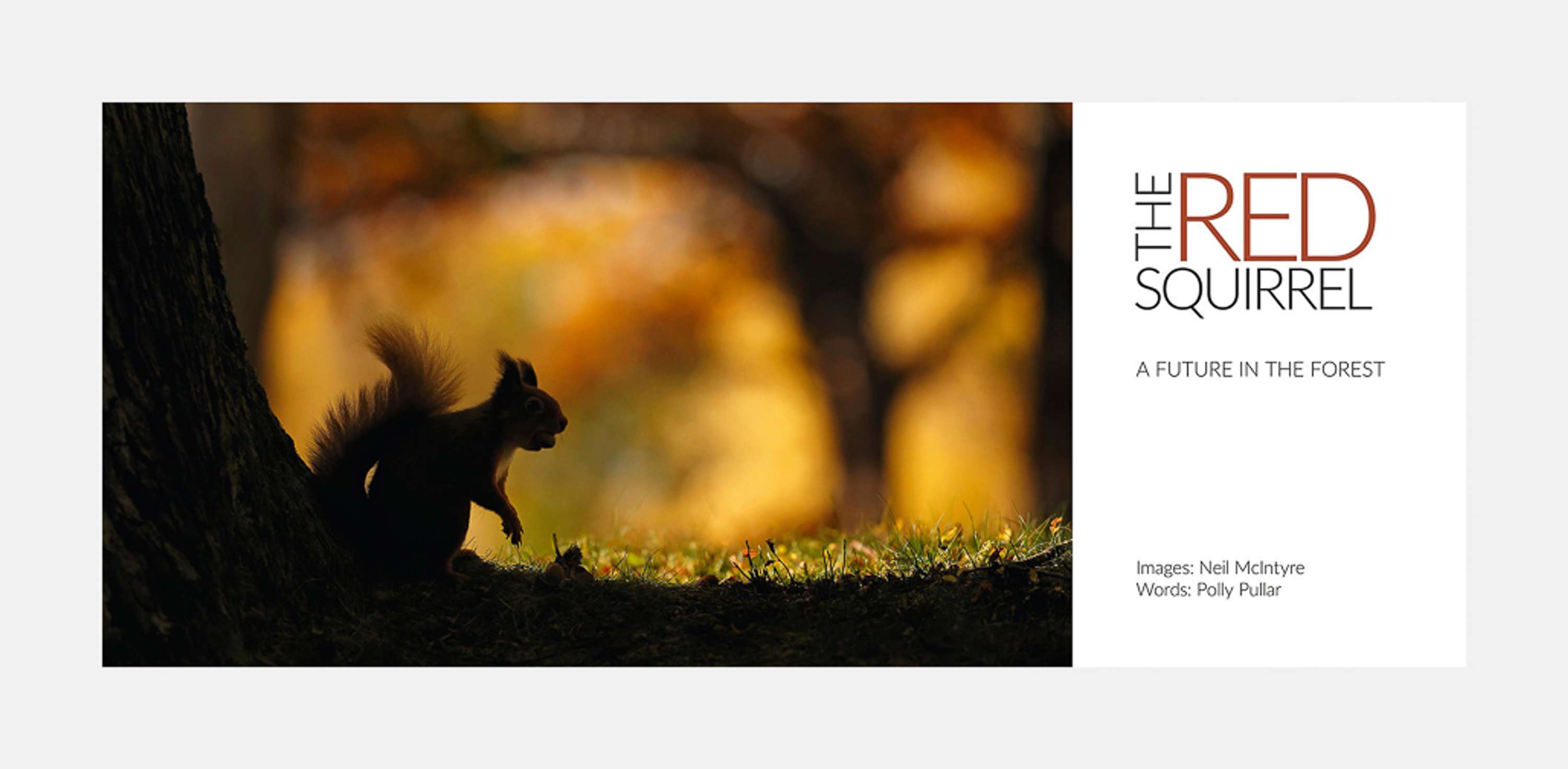 The Red Squirrel: A future in the forest by David Brimble