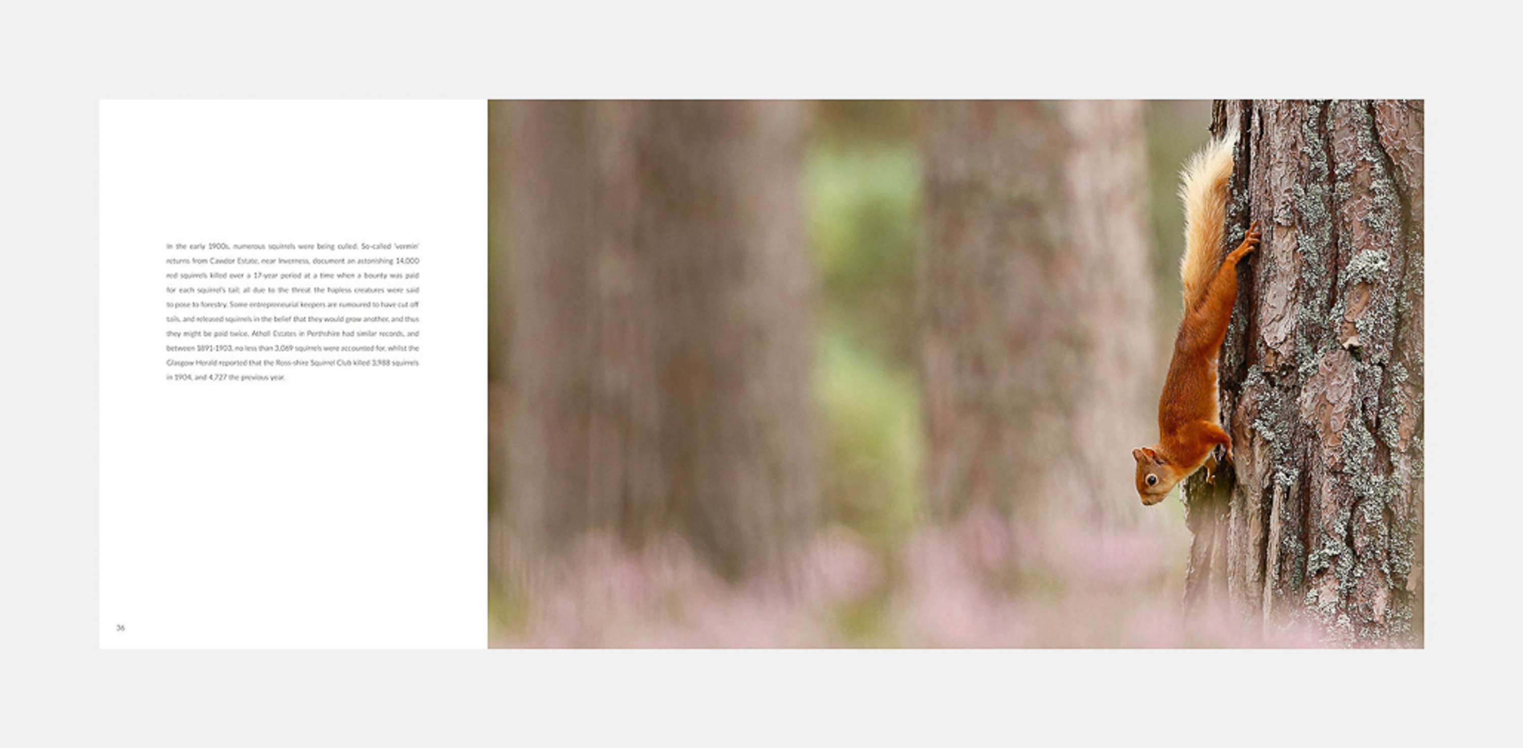 The Red Squirrel: A future in the forest by David Brimble