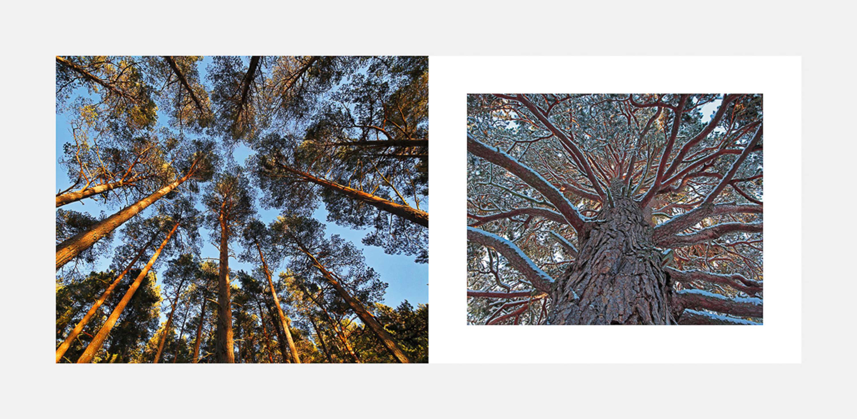 The Red Squirrel: A future in the forest by David Brimble