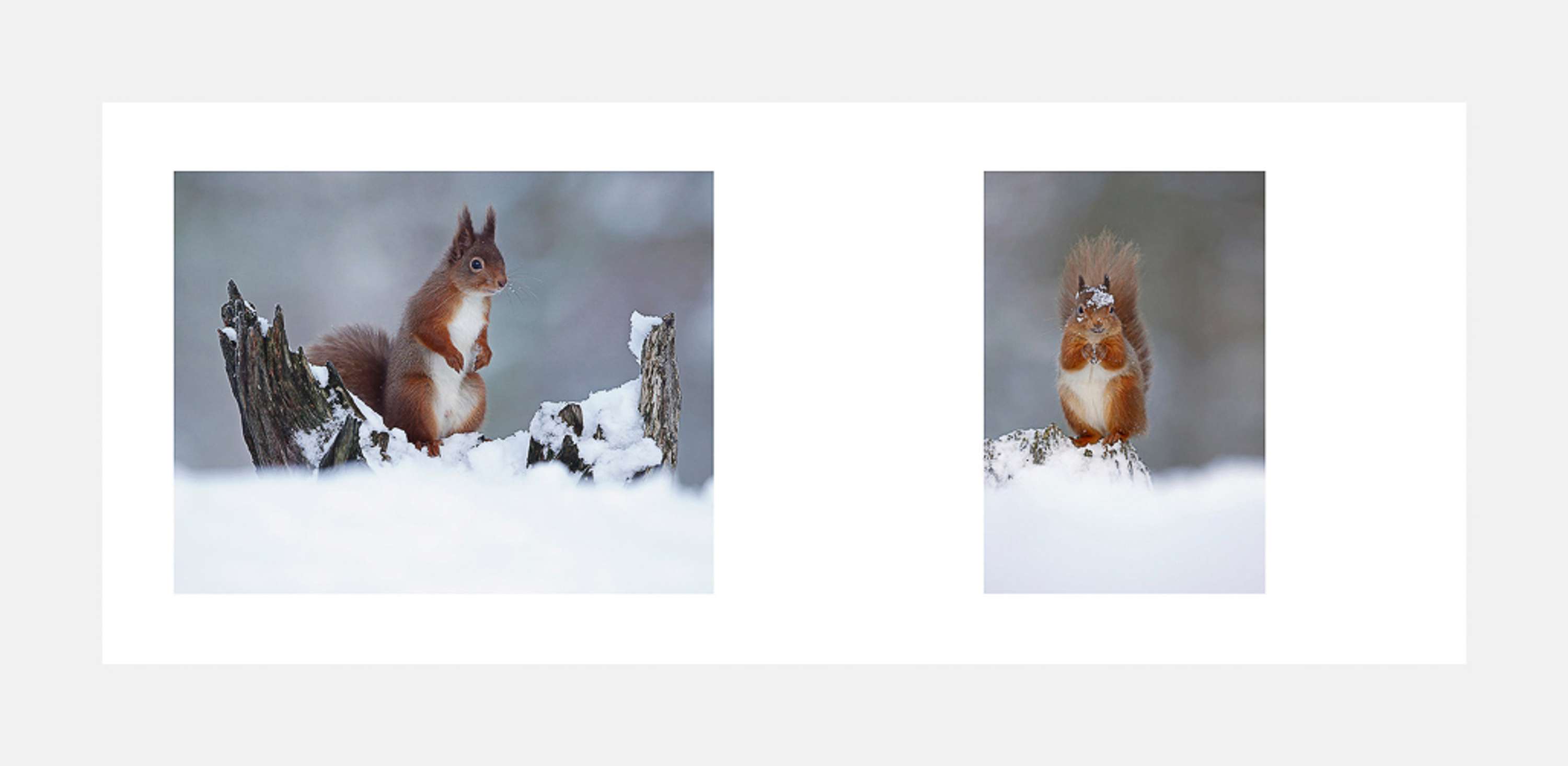 The Red Squirrel: A future in the forest by David Brimble