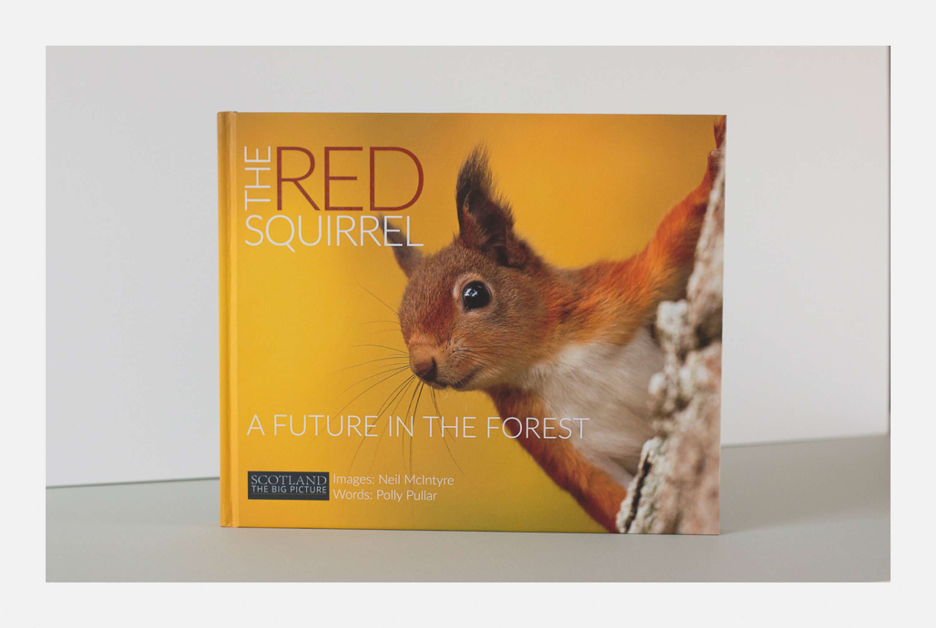 The Red Squirrel: A future in the forest by David Brimble
