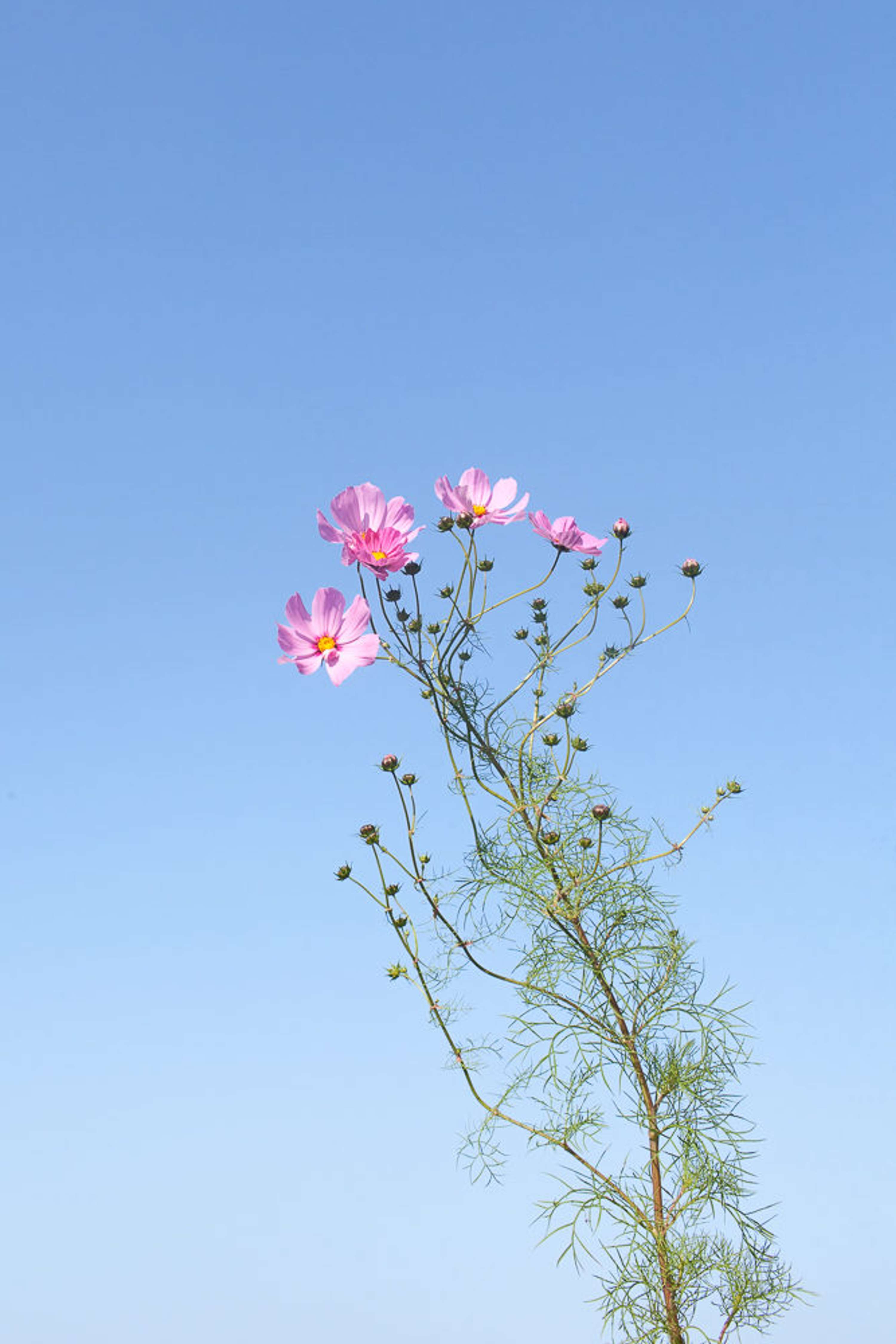 Flora by Fred Lahache