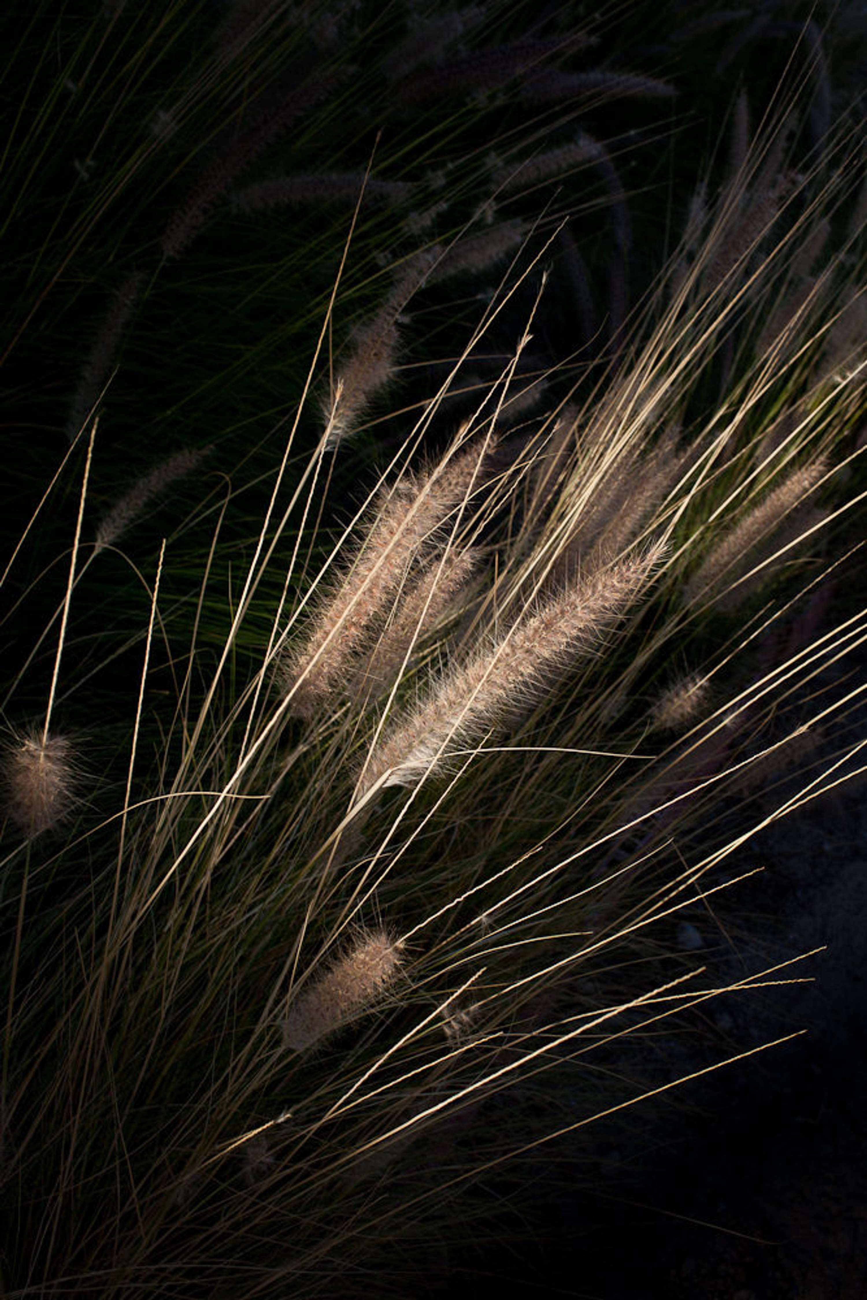 Flora by Fred Lahache