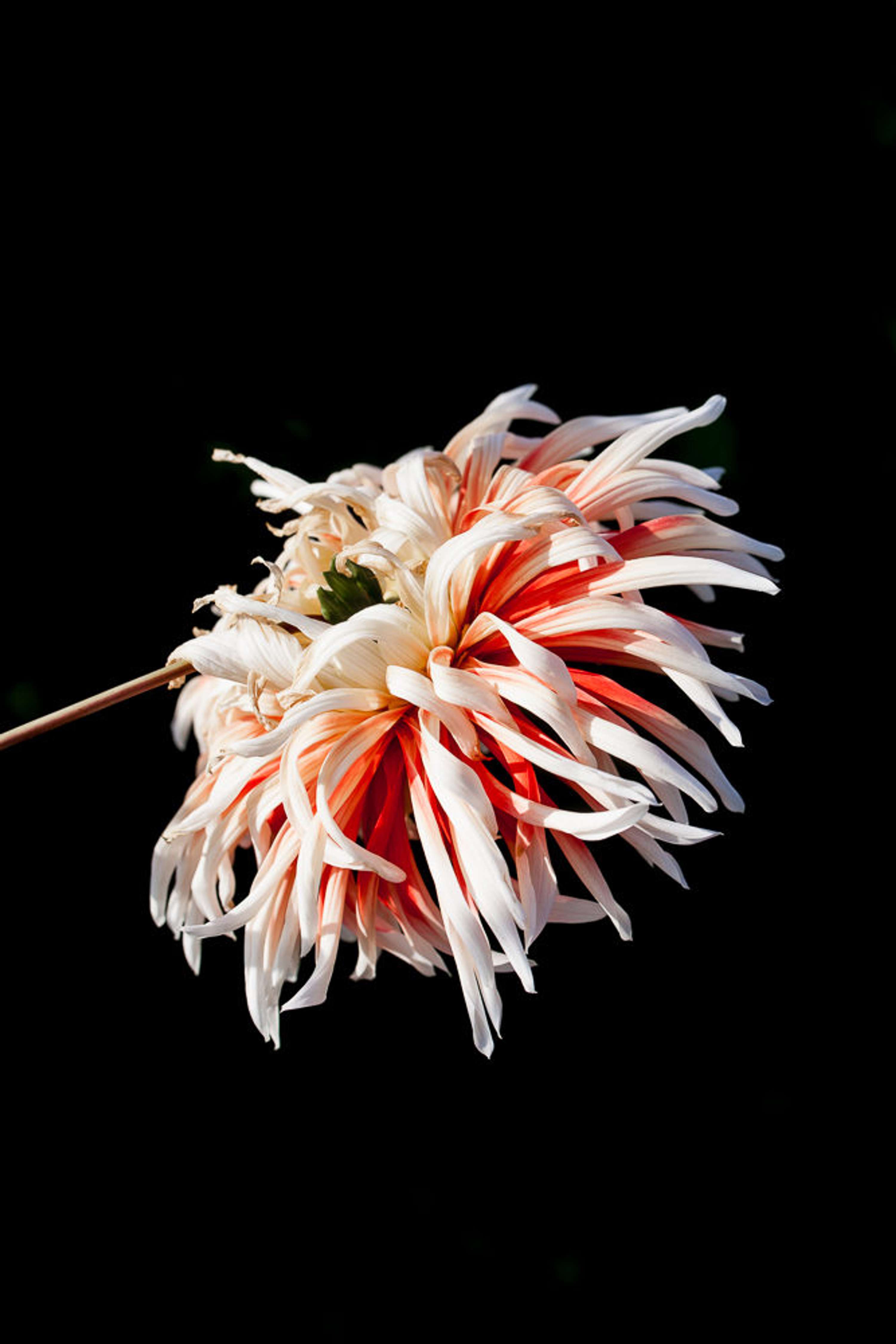 Flora by Fred Lahache