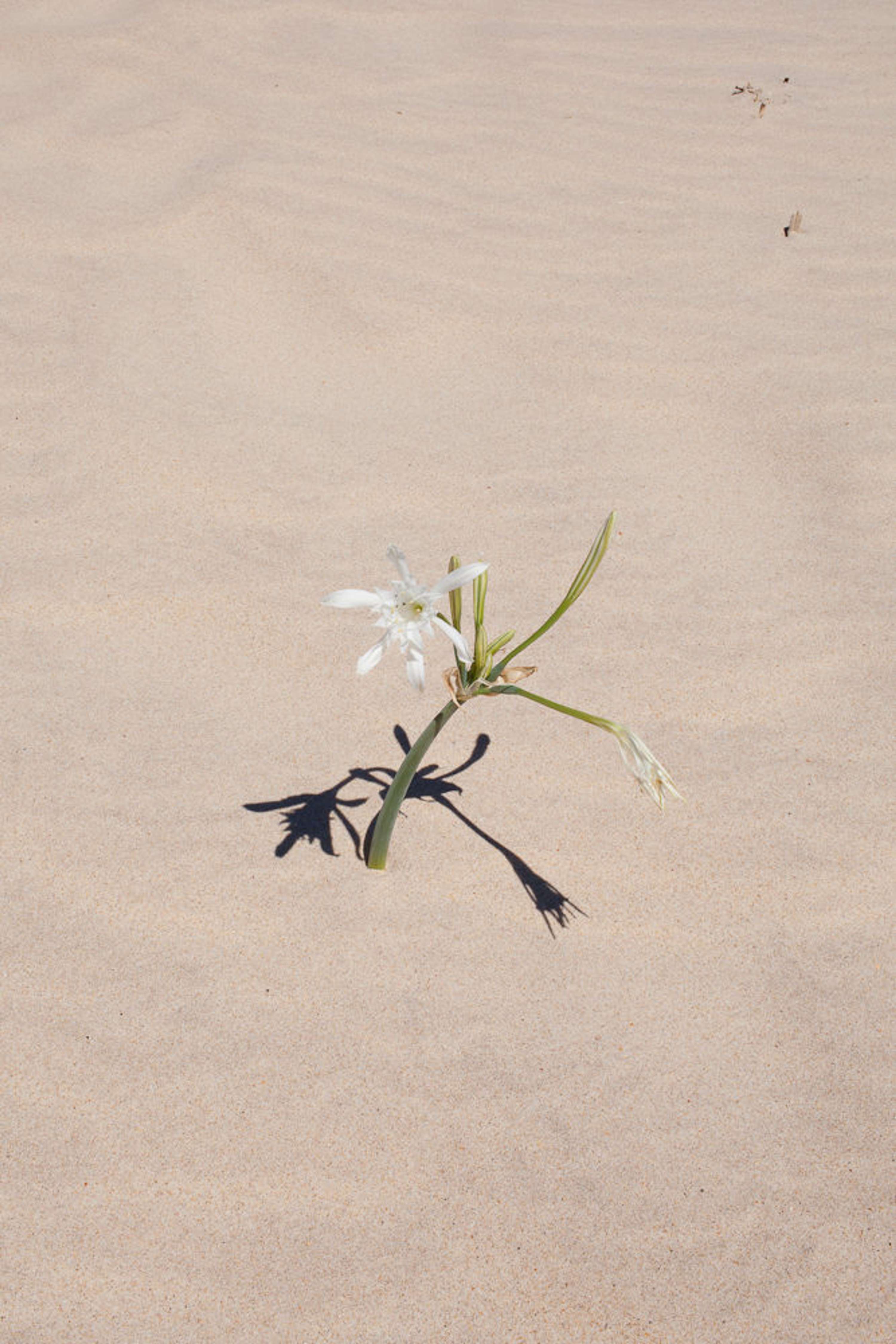 Flora by Fred Lahache