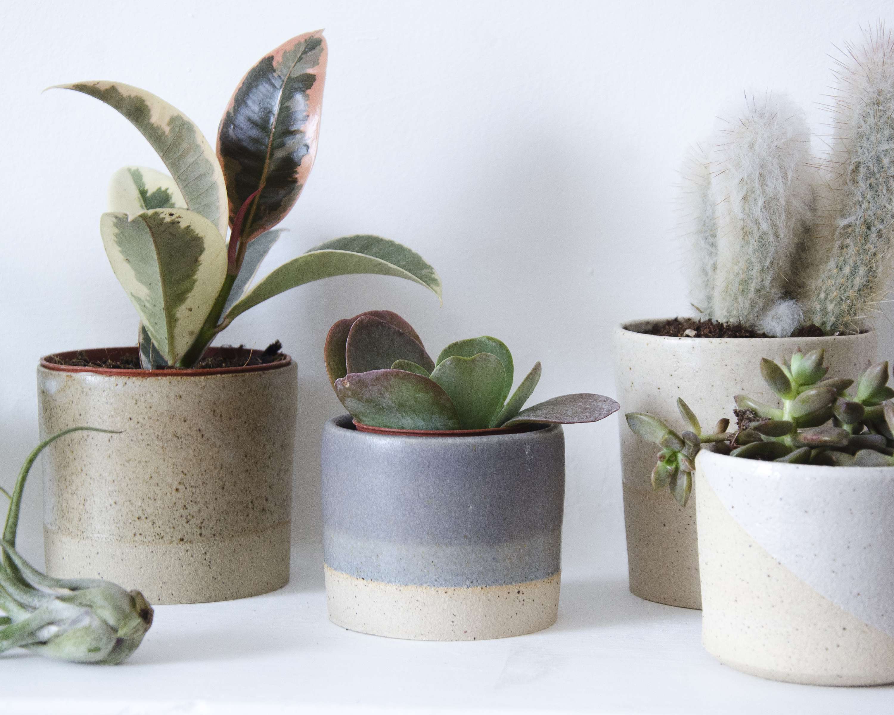 The Botanical Workshop by Cathryn Quail