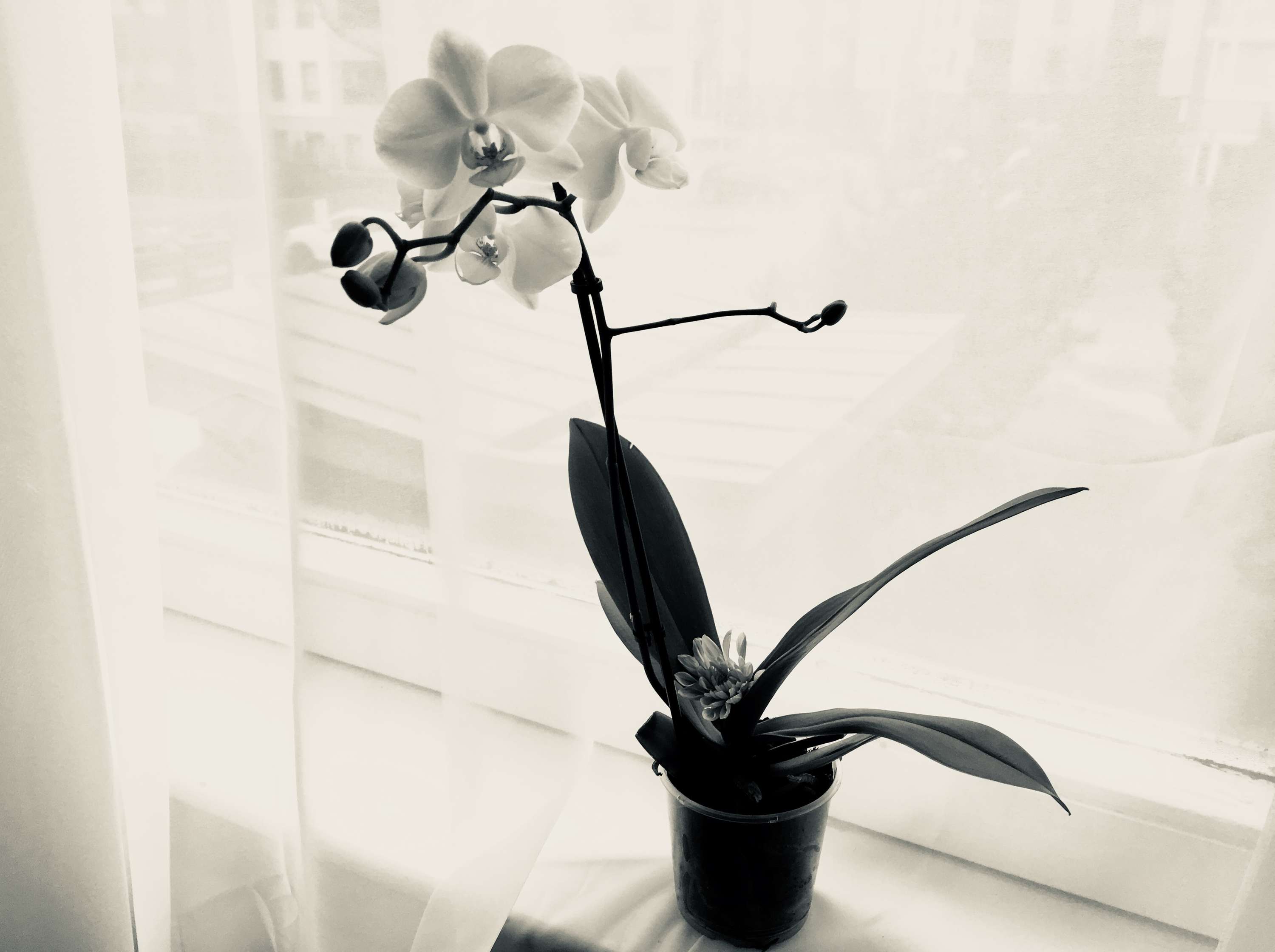Monochrome by Maude Nwagwu