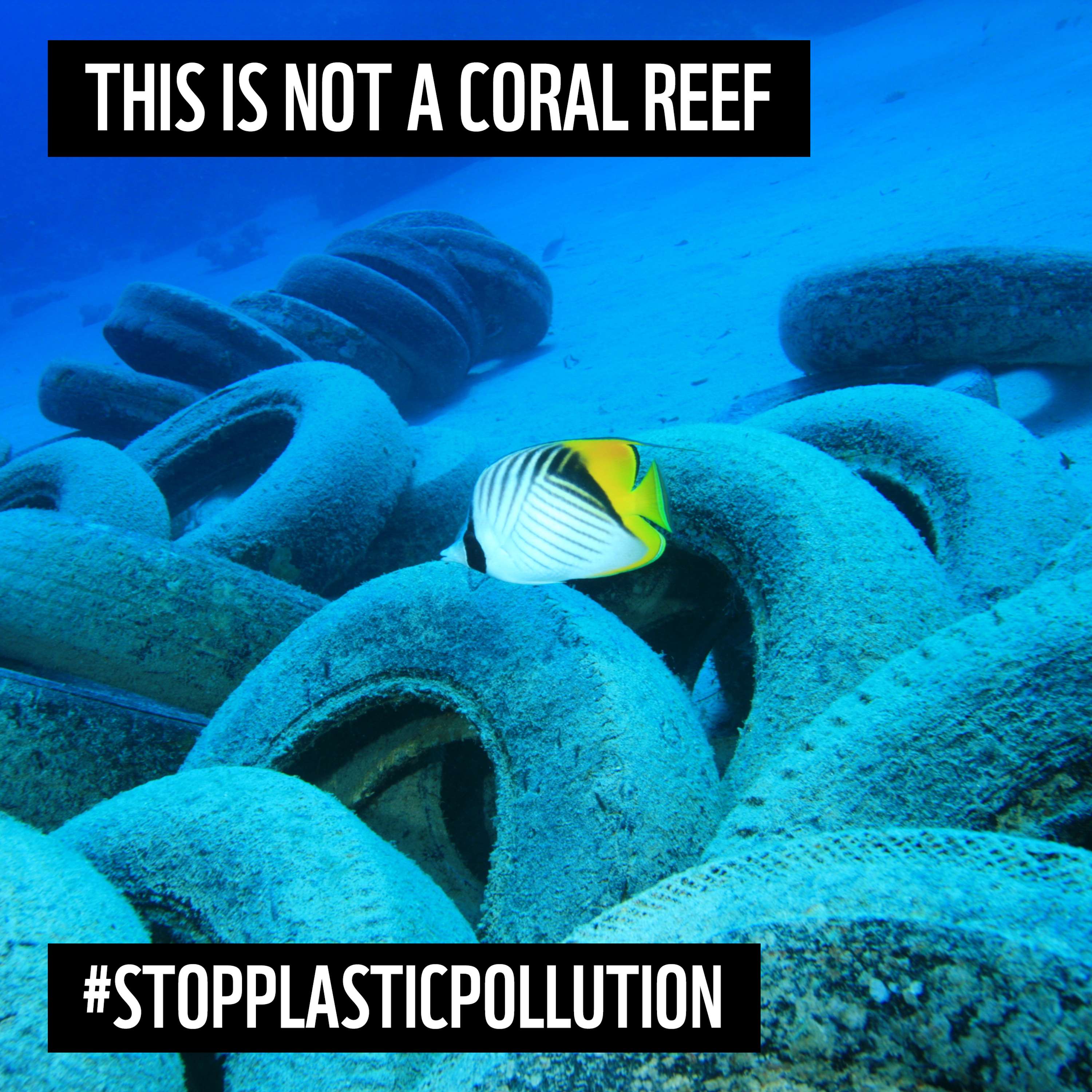 Interview Design Assignment: WWF Plastic Polution by Katelynn Lowther