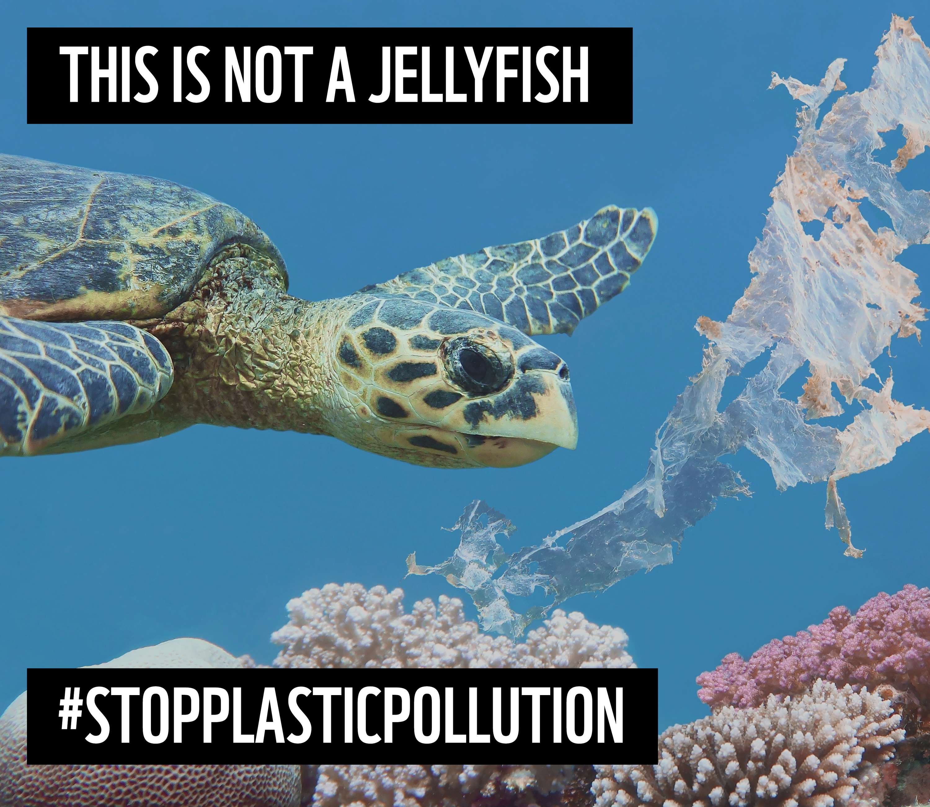 Interview Design Assignment: WWF Plastic Polution by Katelynn Lowther