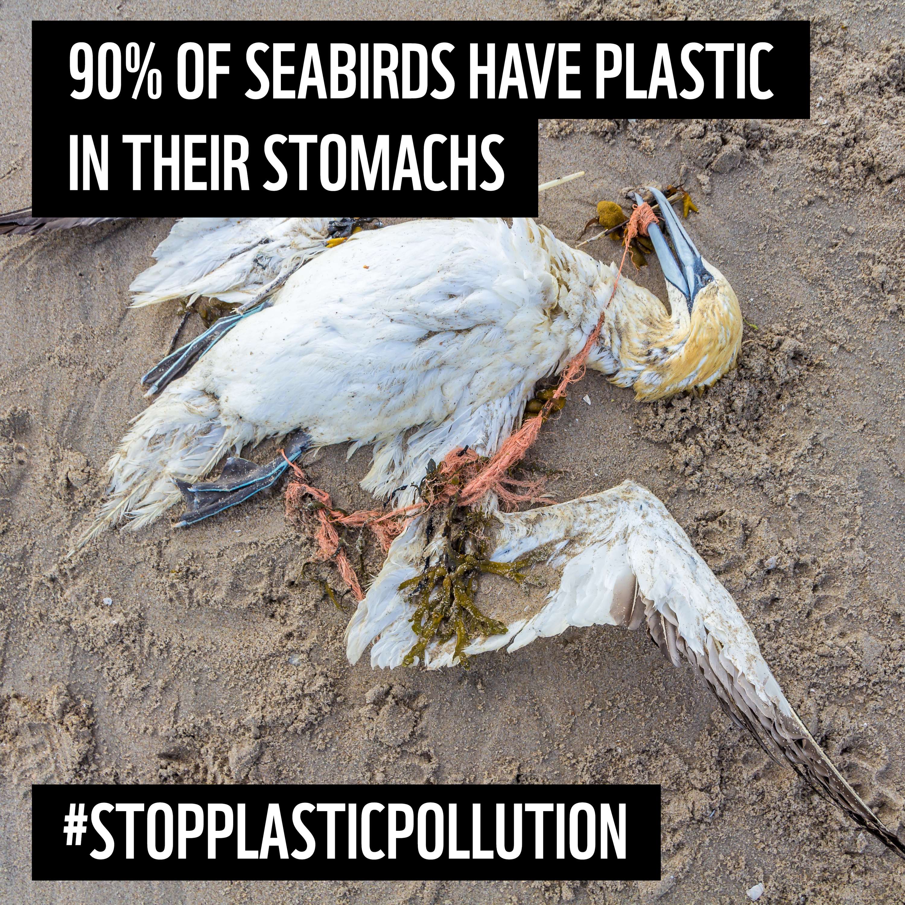 Interview Design Assignment: WWF Plastic Polution by Katelynn Lowther