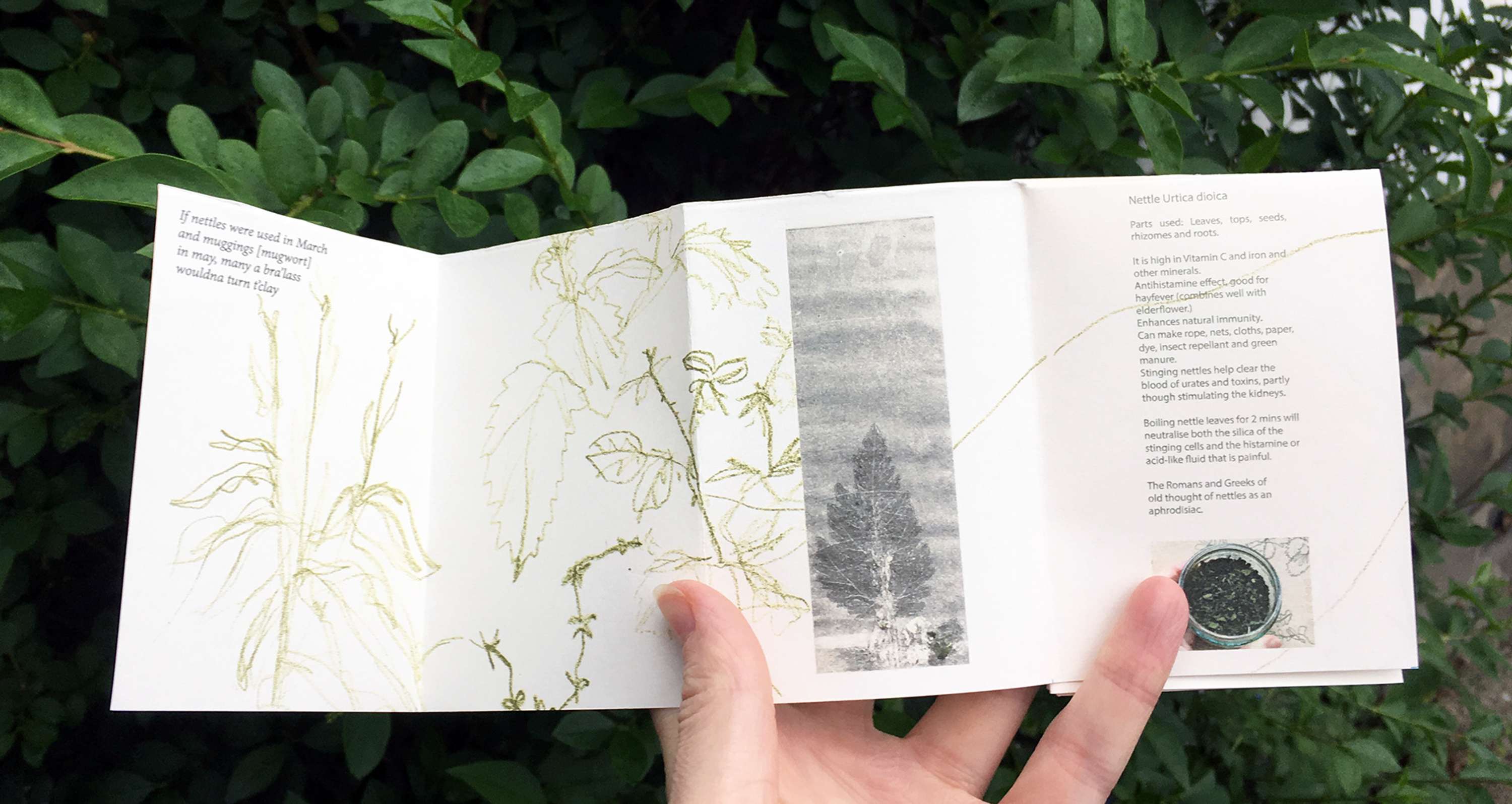 Walking & Foraging by Alice Kirby