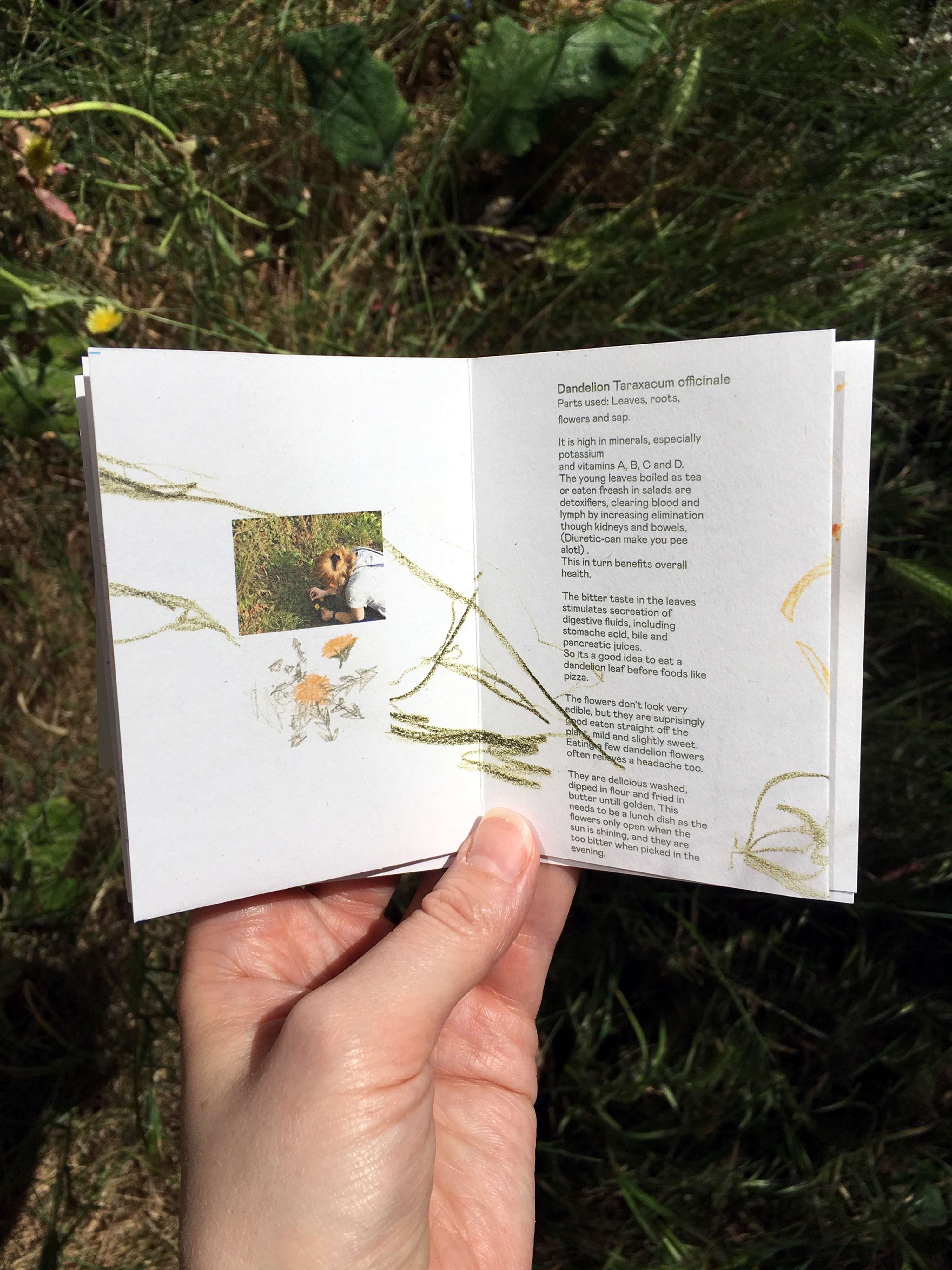 Walking & Foraging by Alice Kirby