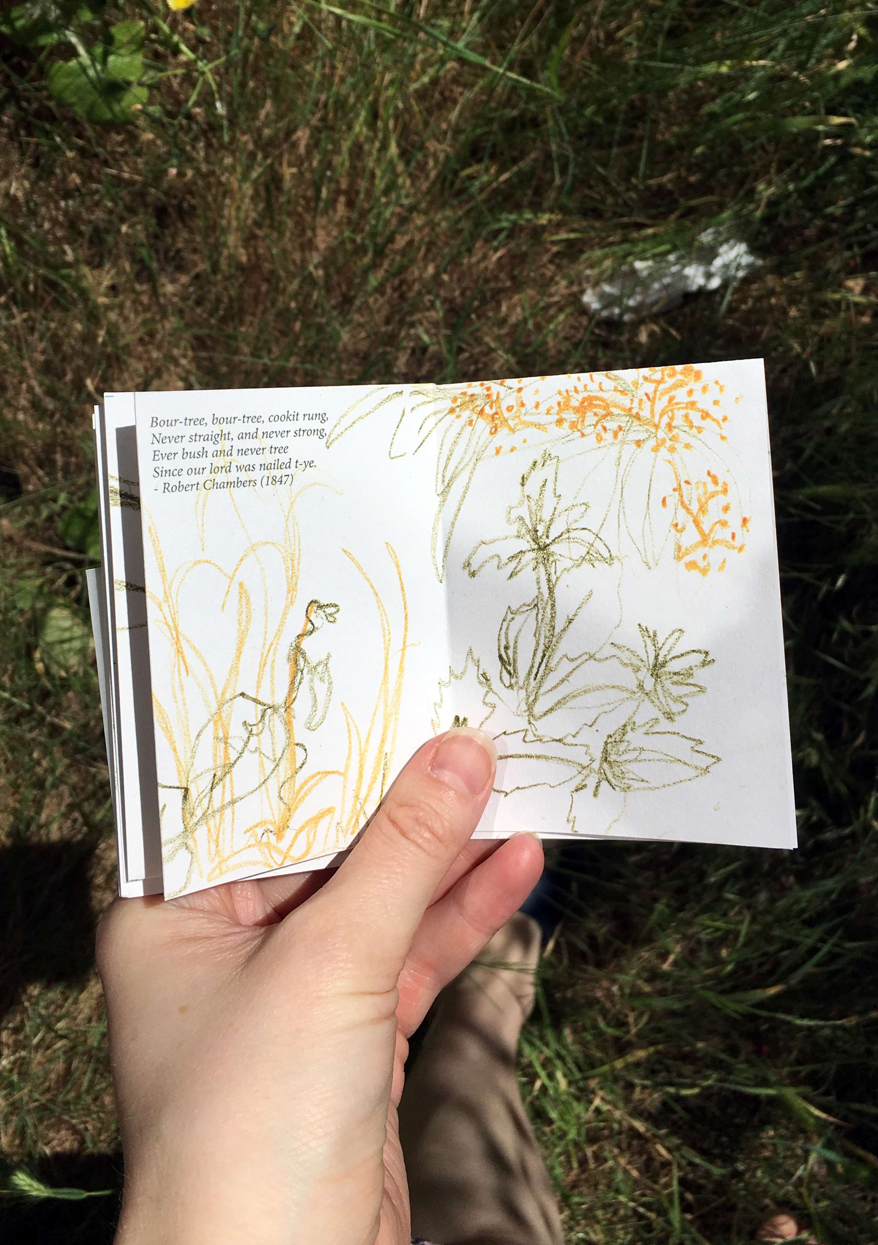Walking & Foraging by Alice Kirby