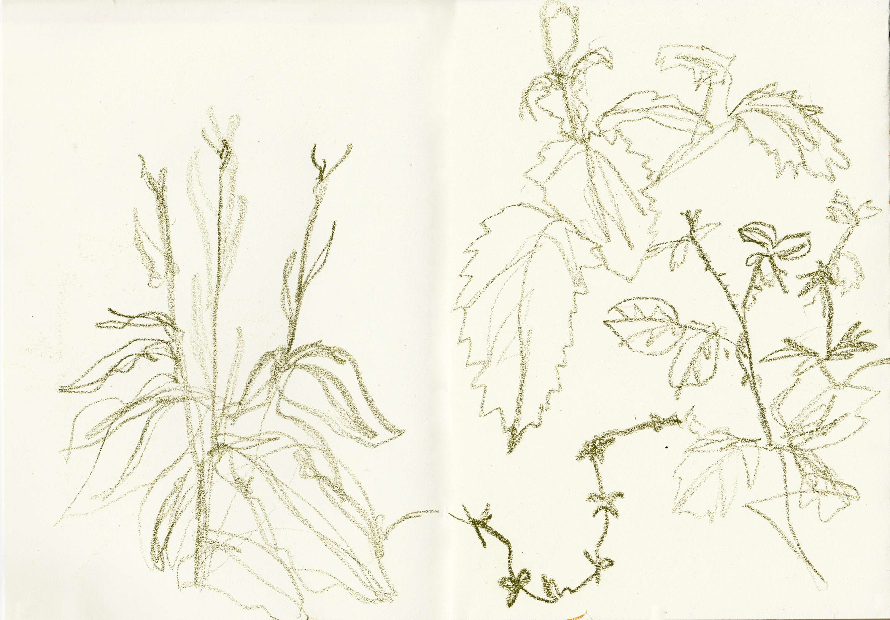Walking & Foraging by Alice Kirby