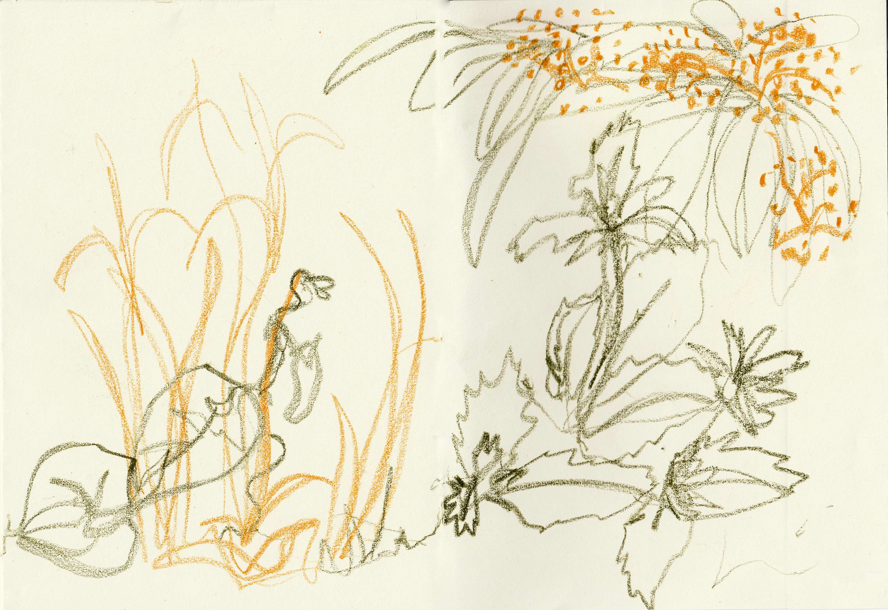 Walking & Foraging by Alice Kirby