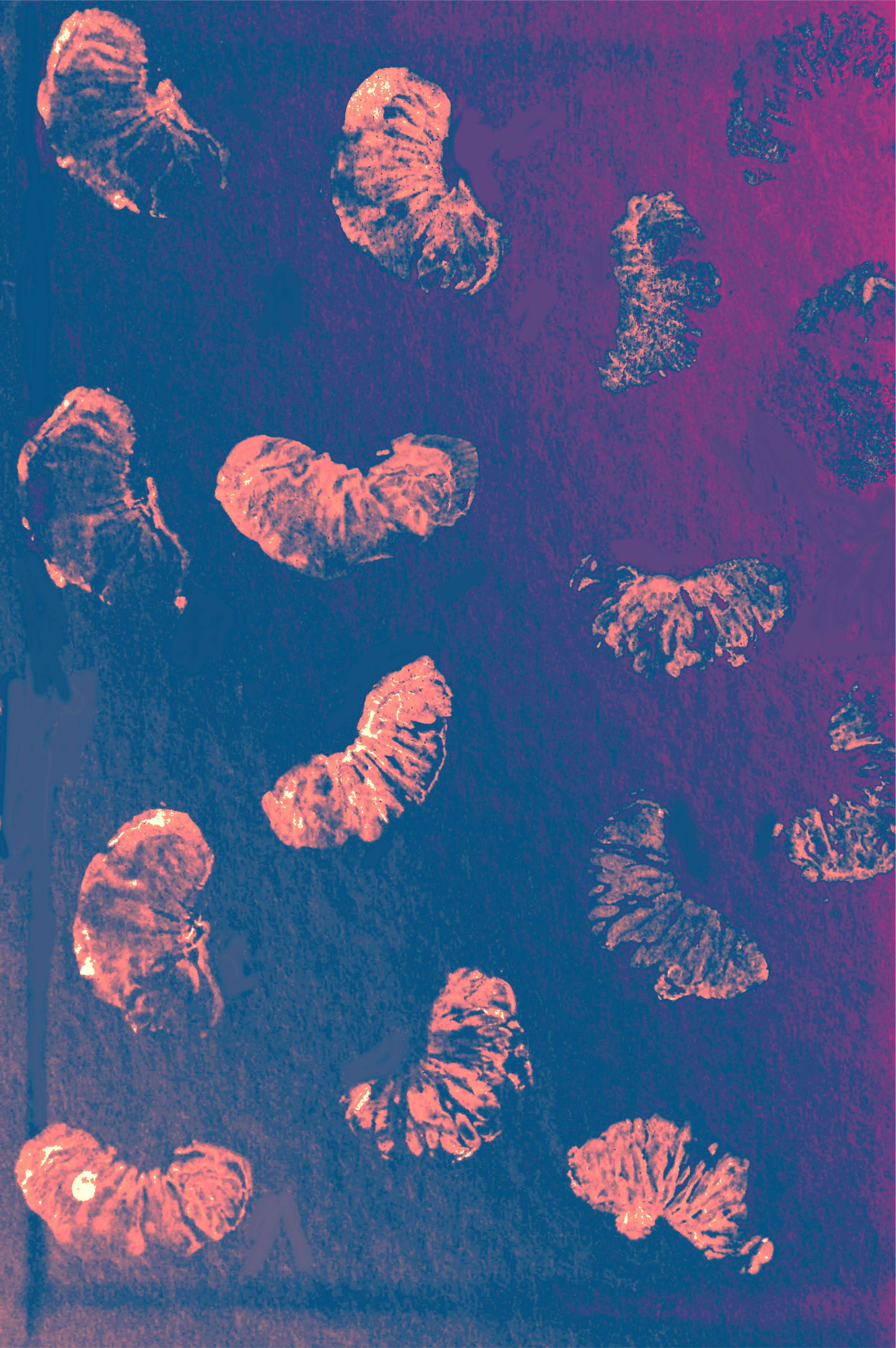 Orange Print by Shivanee Tailor