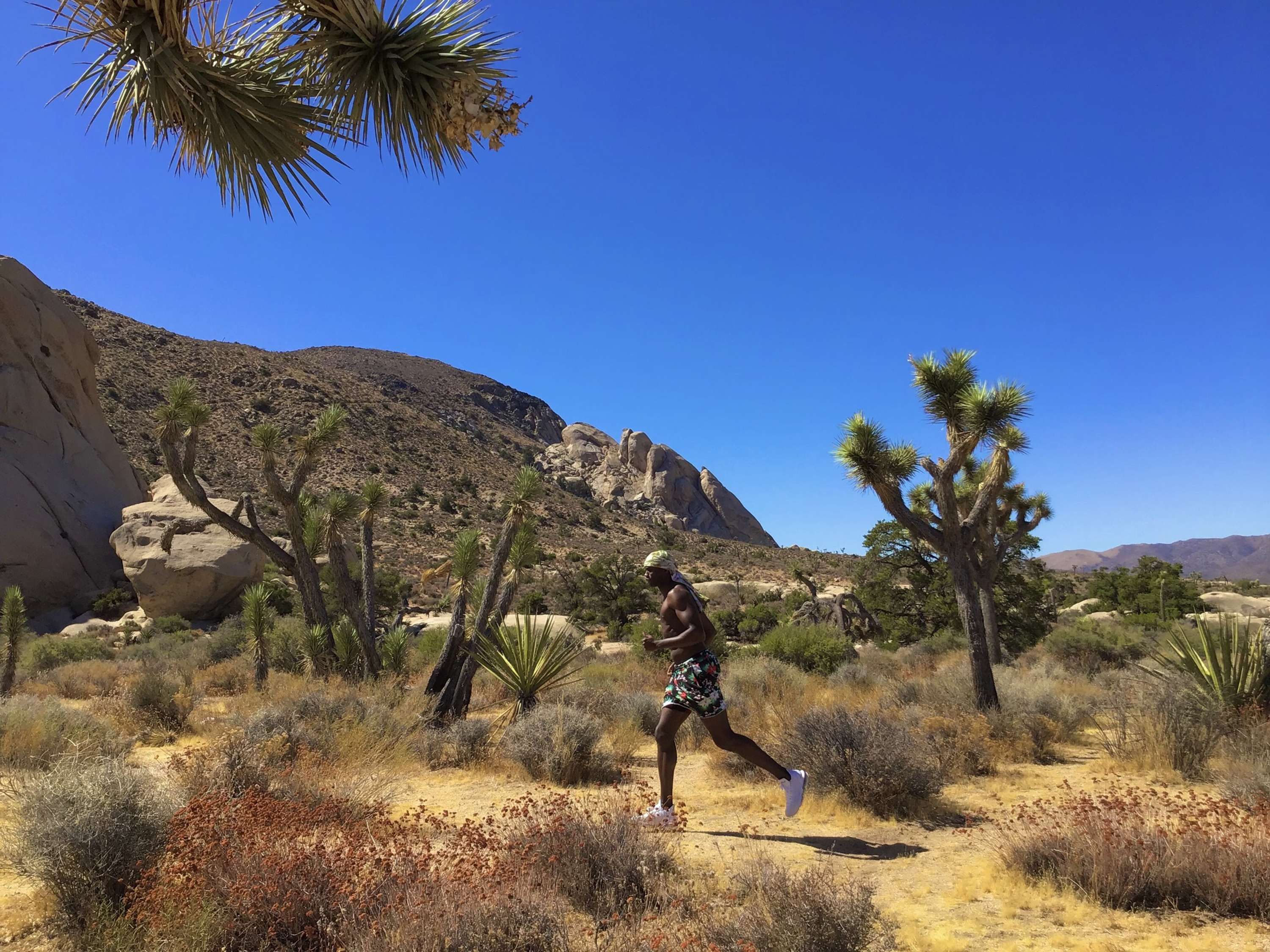 Joshua Tree by Dalmar  Kenta Bahari