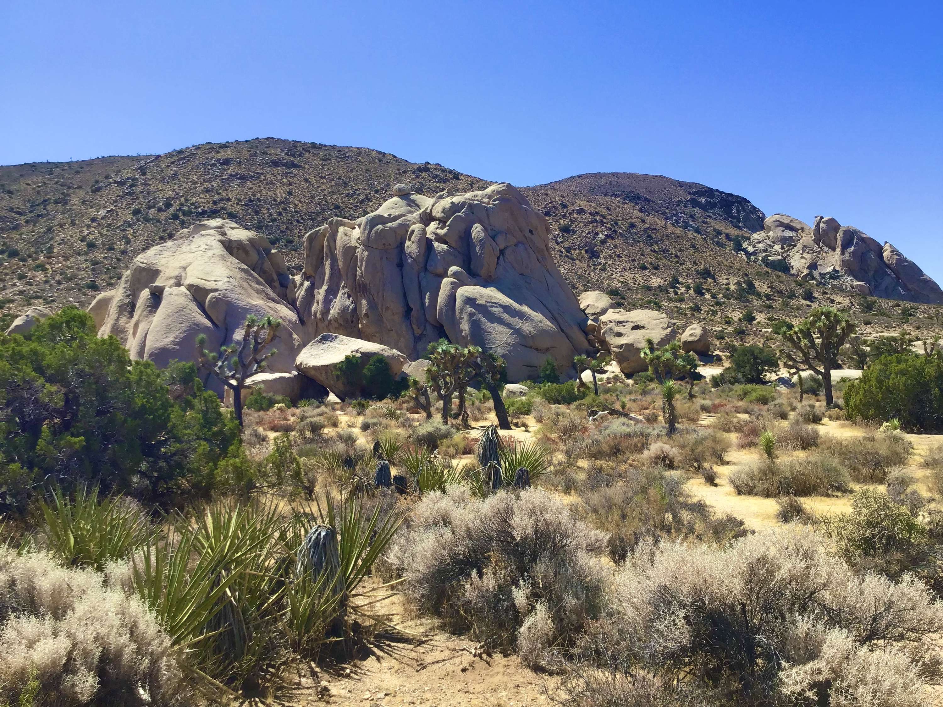Joshua Tree by Dalmar  Kenta Bahari