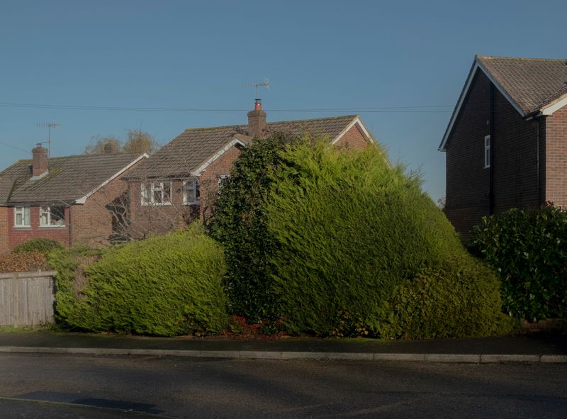 Bushes by Daniel Norman