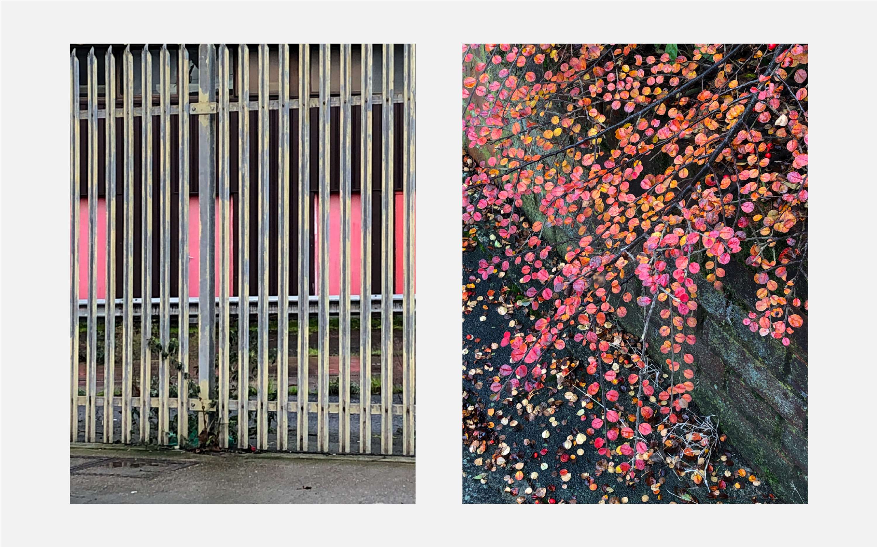 Unexotic Arrangements by Will Edgecombe